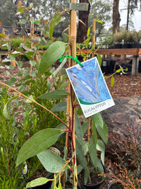 Eucalyptus pauciflora (Snow Gum)