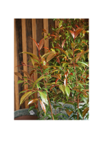 Syzigium australe (Common Lilly Pilly) - 25cm Pot