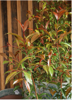 Syzigium australe (Common Lilly Pilly) - 25cm Pot
