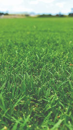 Close-up of lush green grass with a blurred background