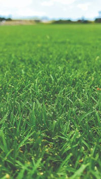 Close-up of lush green grass with a blurred background