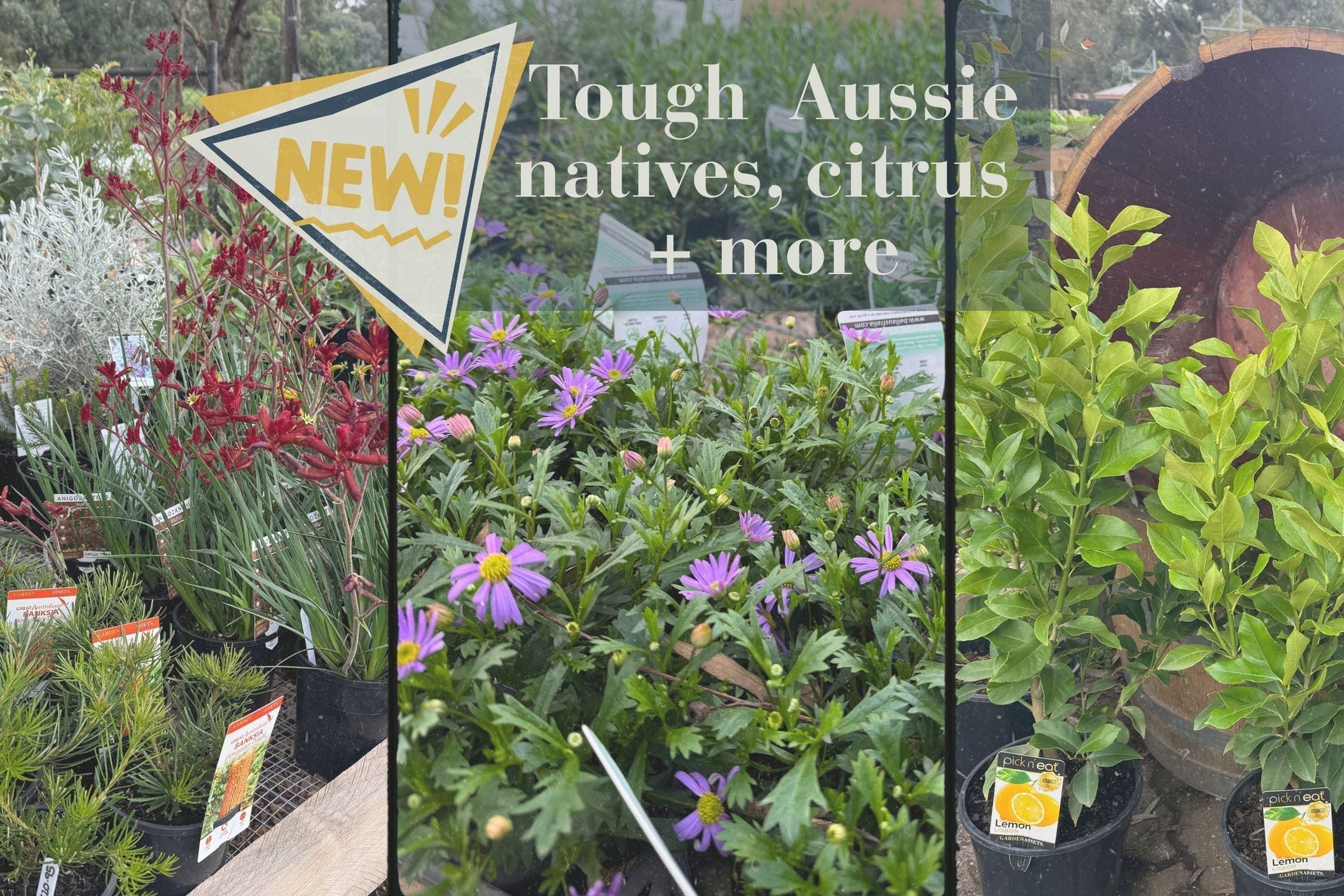 Winter in your garden + what's new