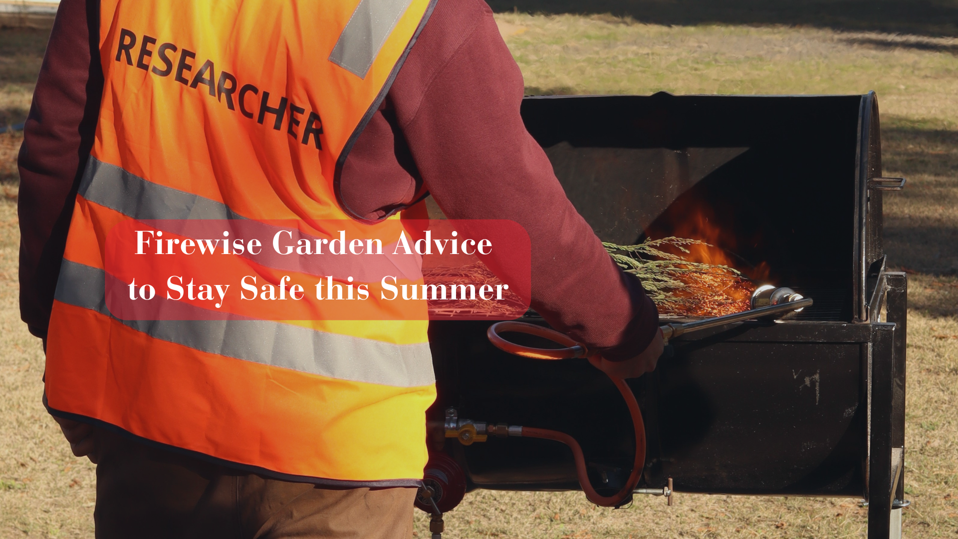 A reasearcher in orange hi-visibility vest applies a flame torch to plant material in a barbeque with the words Firewise Garden Advice to Stay Safe this Summer overlaid in white text and red background