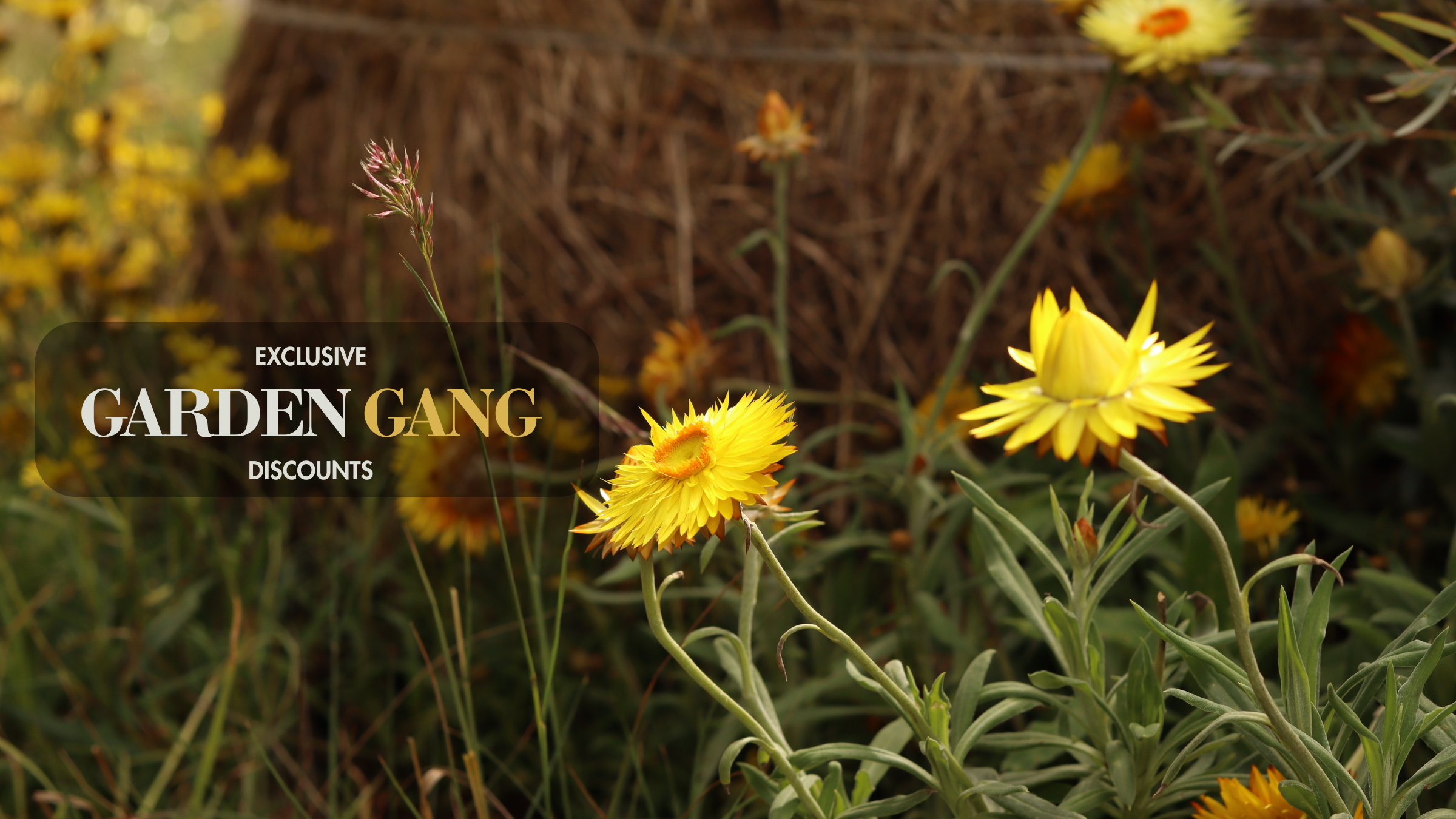 Garden Gang December Specials