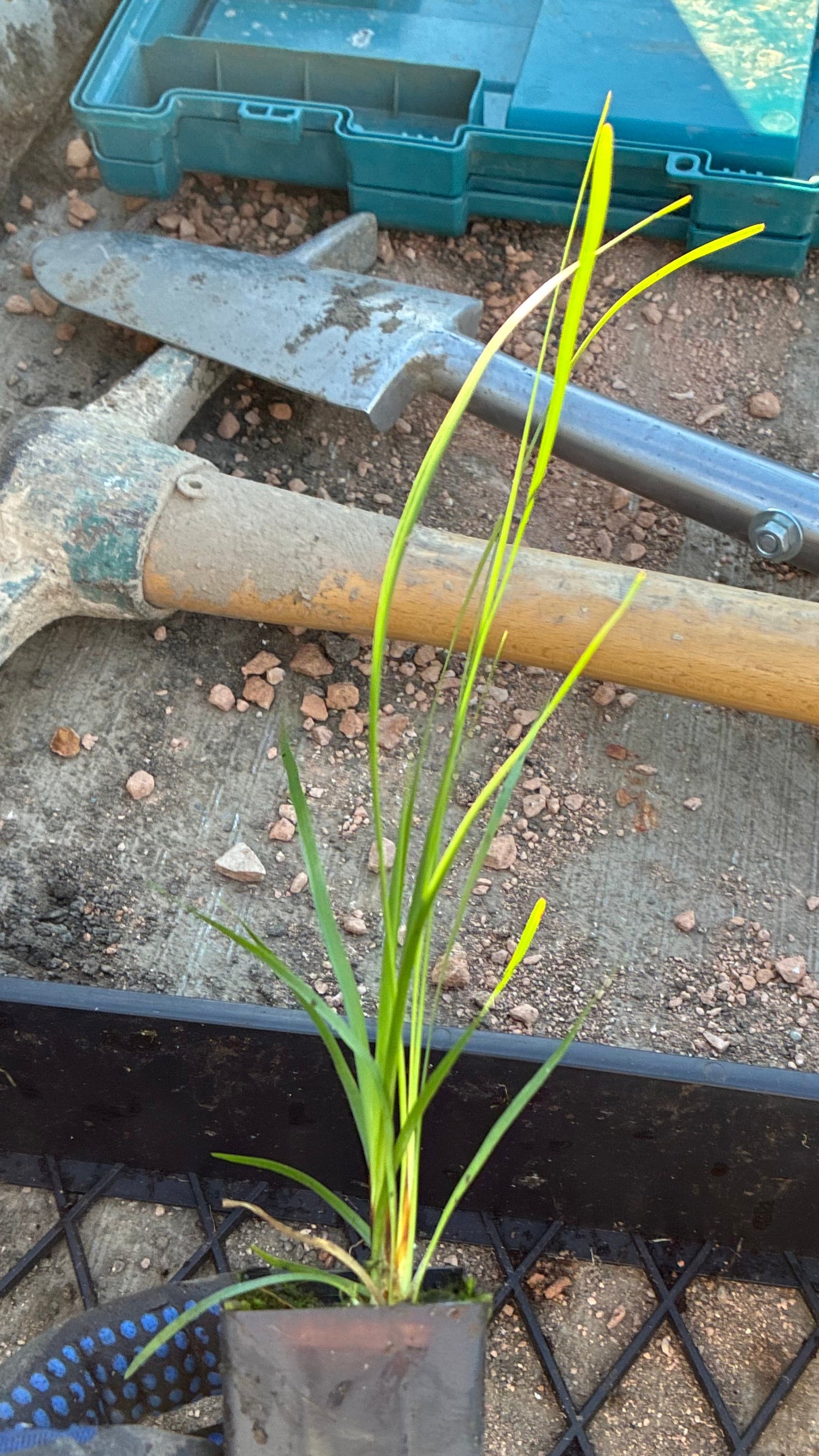 Lomandra Longifolia