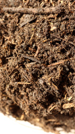 A close up macro shot of organic compost