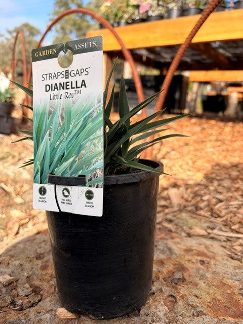 Dianella Little REV