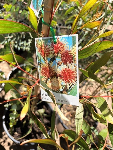 Hakea - Pin Cushion