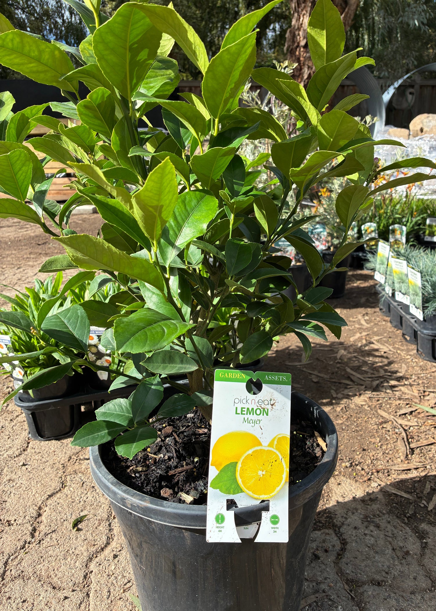 Lemon Meyer Citrus limon x sinensis