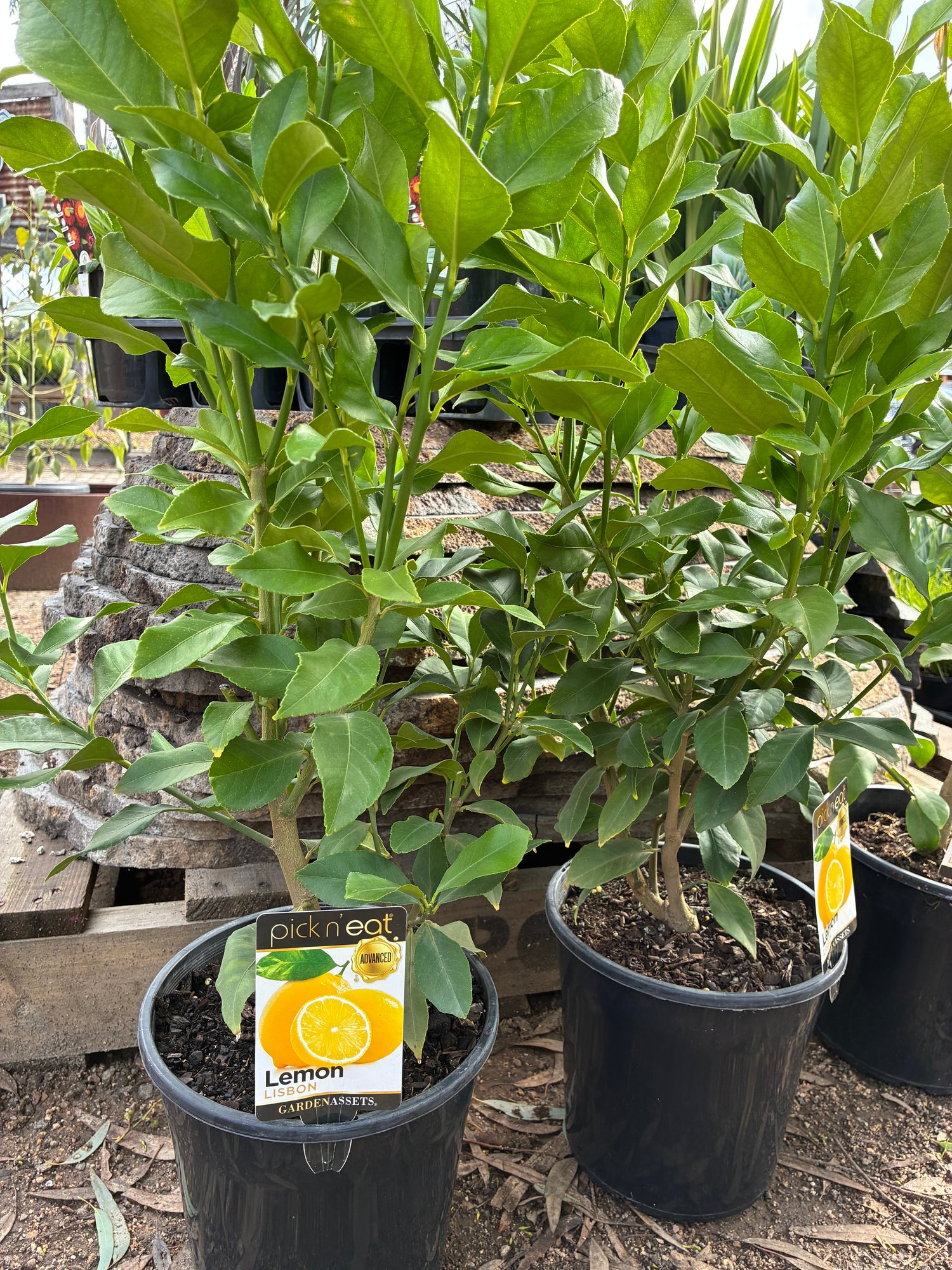 Lemon Lisbon Citrus limon