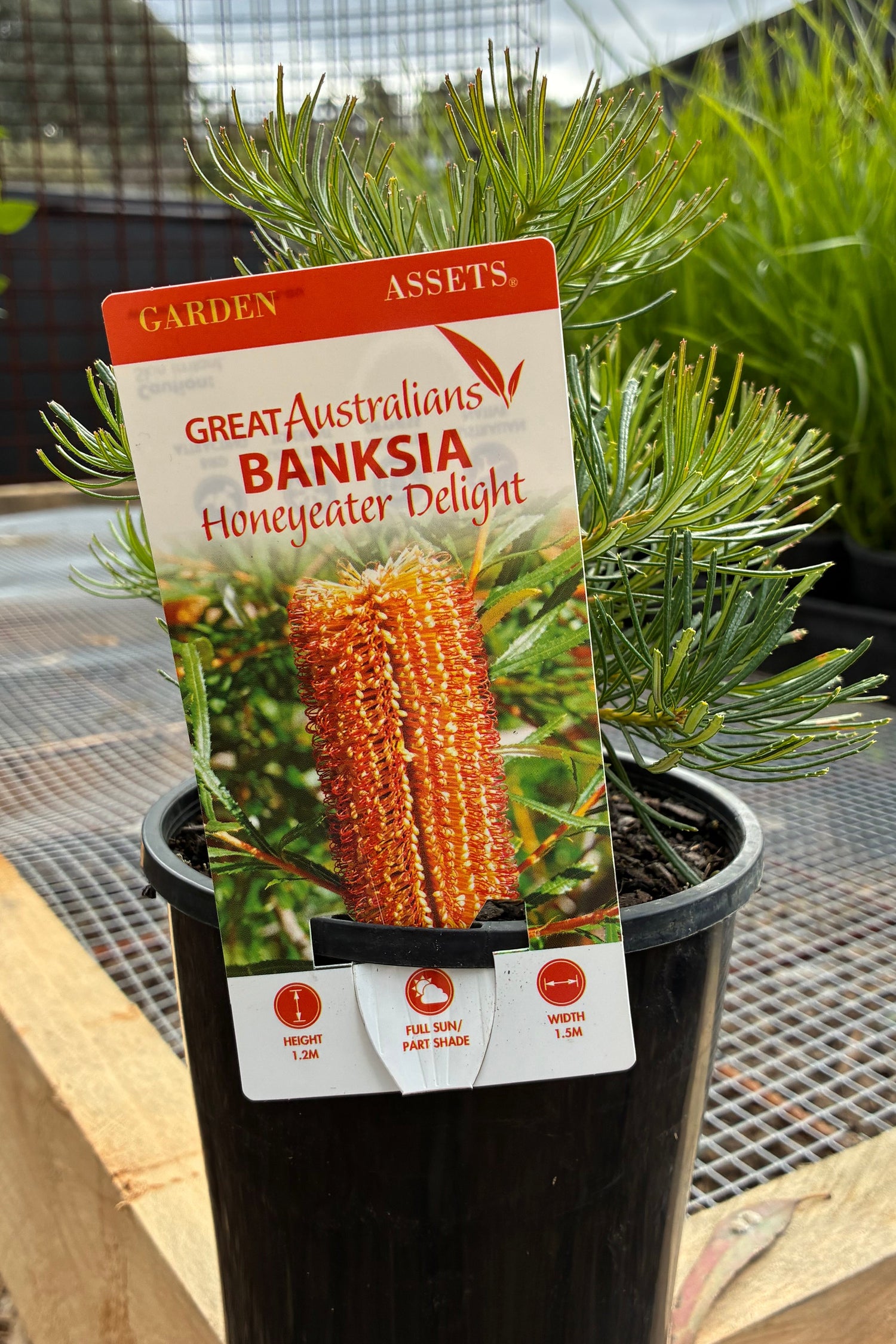Banksia spinulosa Honeyeater Delight