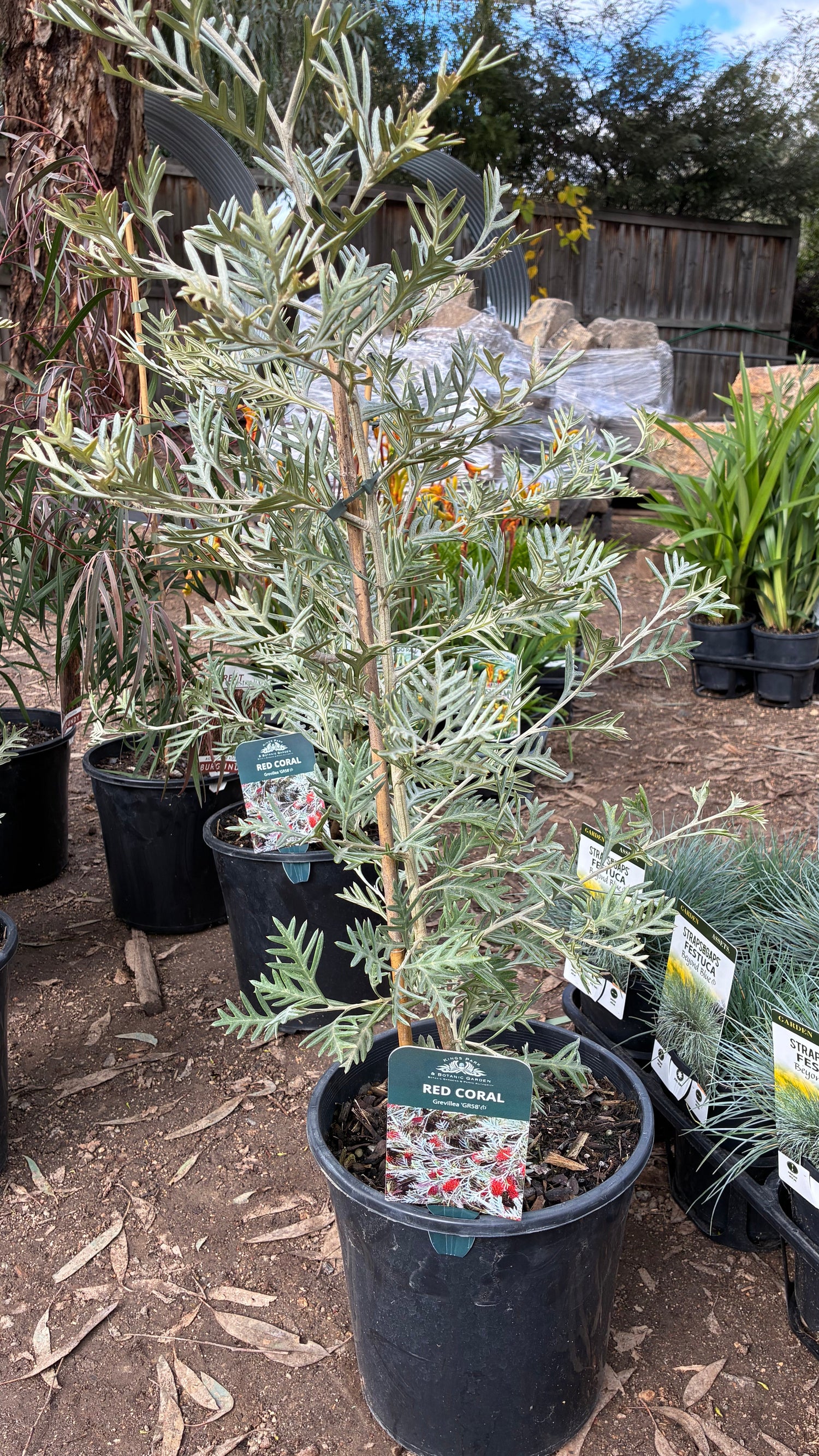 Grevillea nivea x variifolia 'GR58' Red Coral