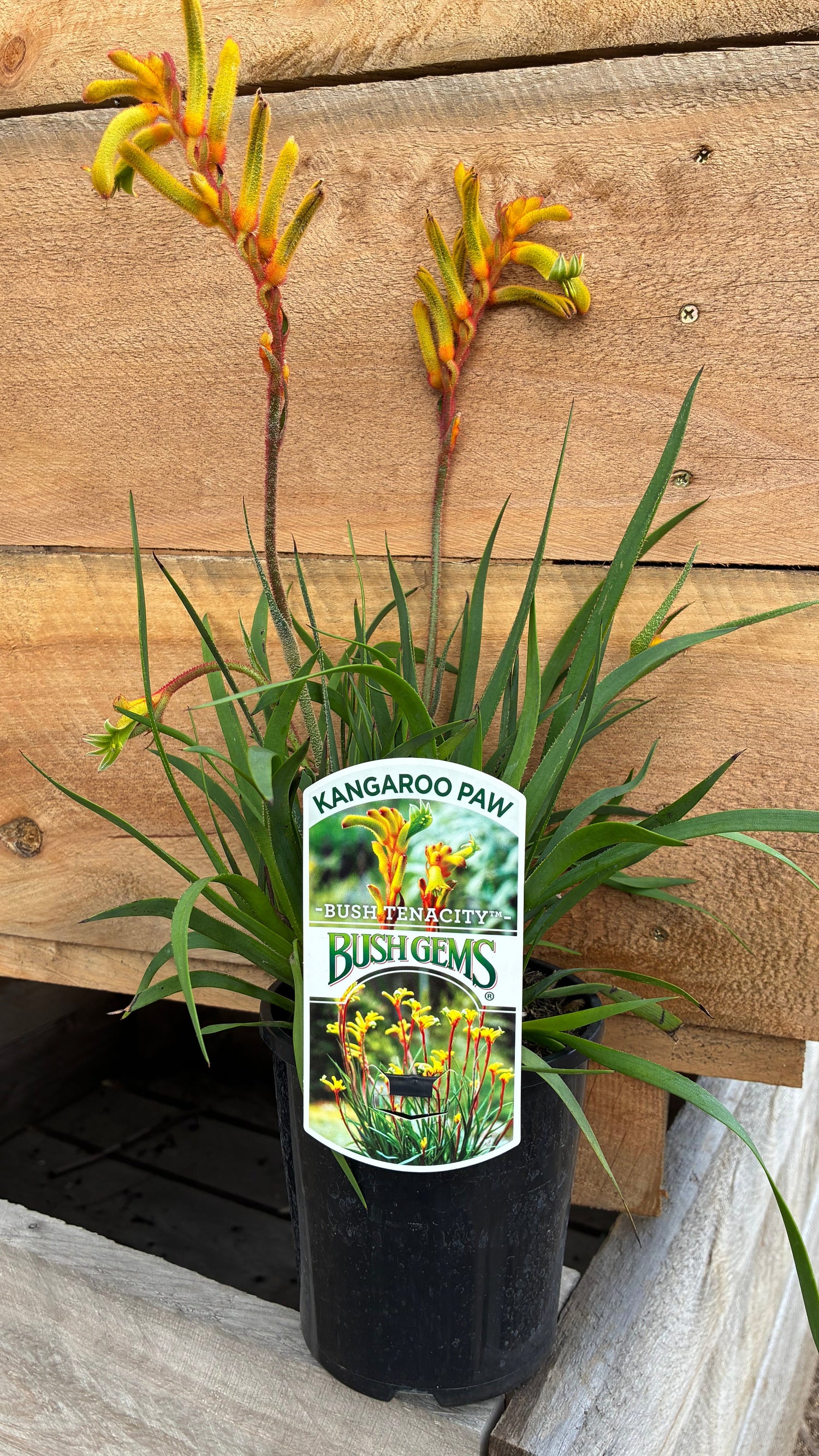 Anigozanthos flavidus Bush Tenacity Kangaroo Paw