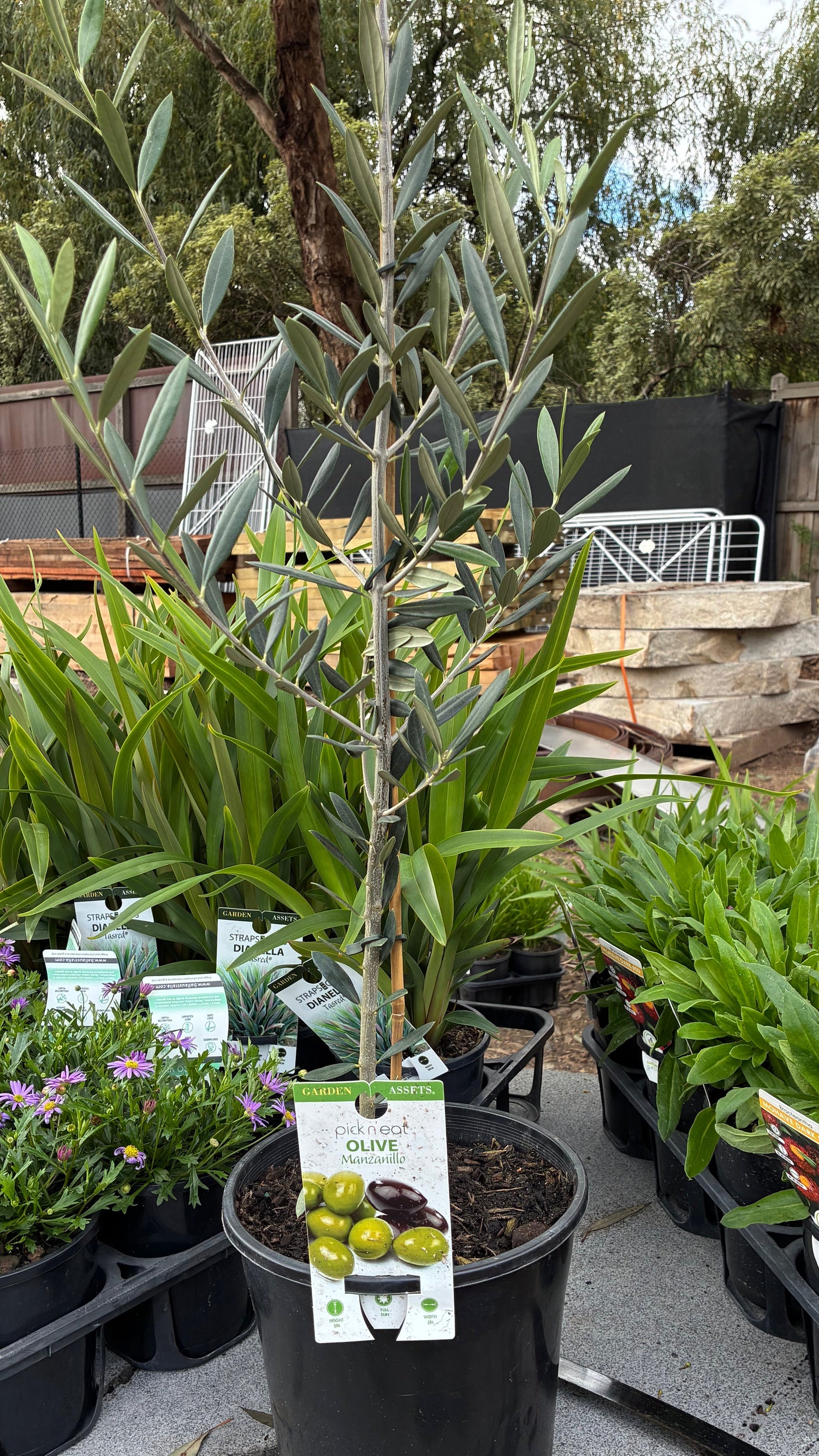 Olive Olea Manzanillo