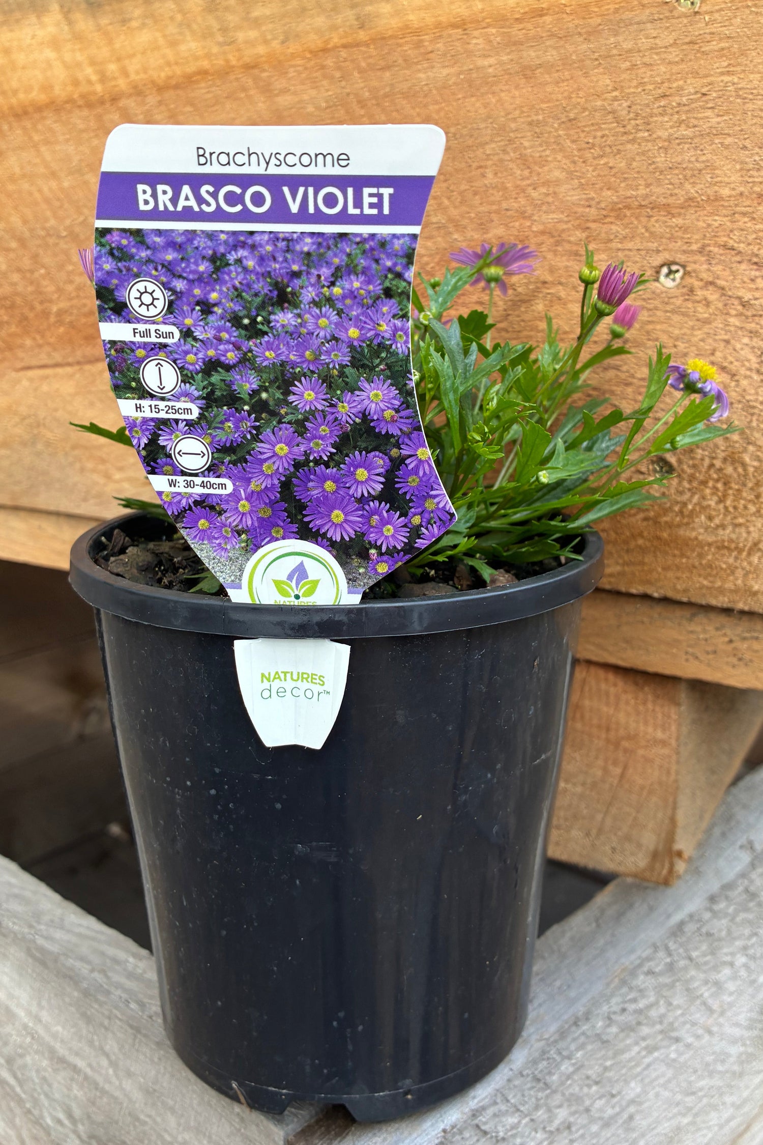 Brachyscome x hybrida Brasco Violet