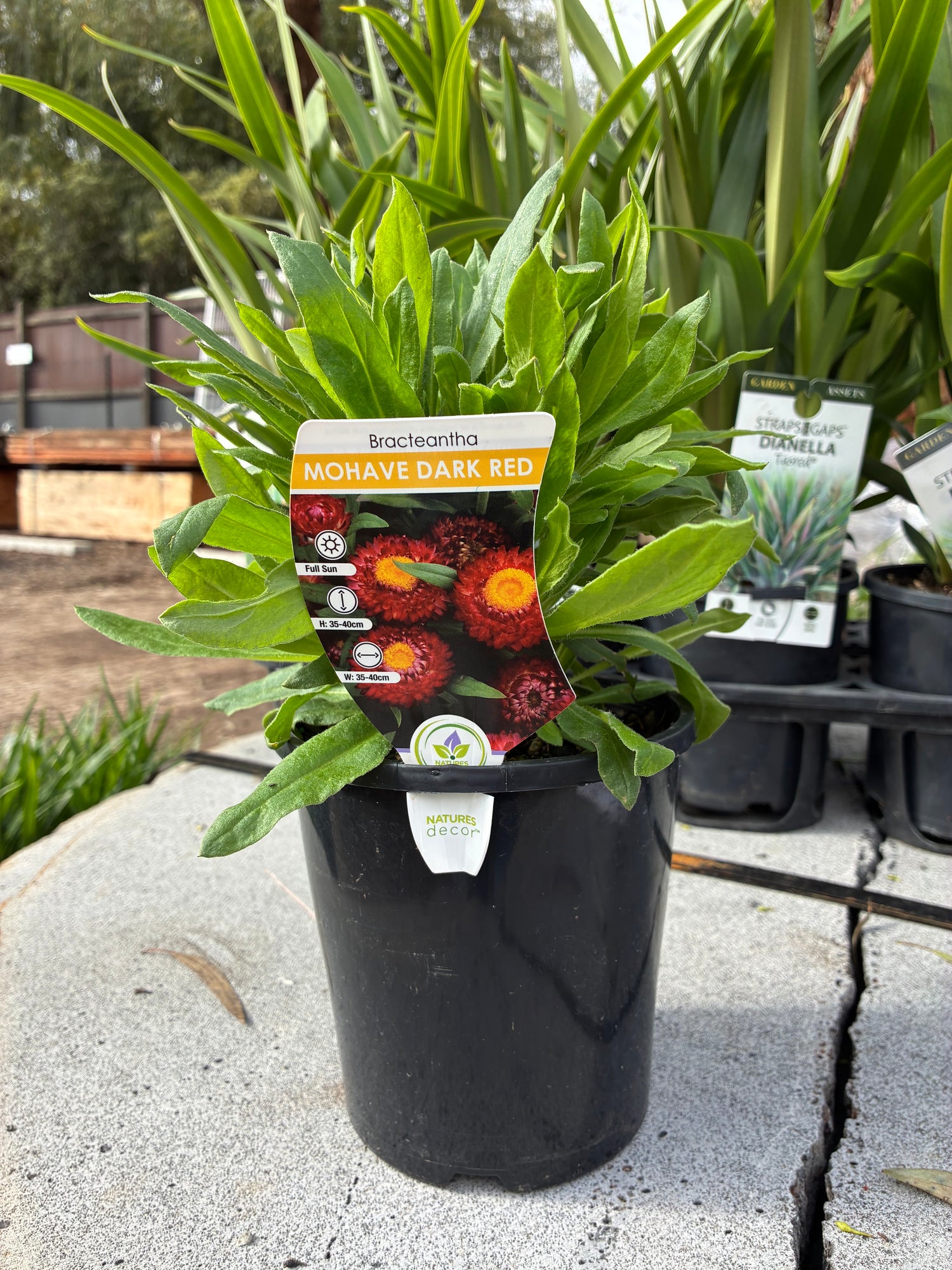 Bracteantha Xerochysum bracteatum Mohave Dark Red