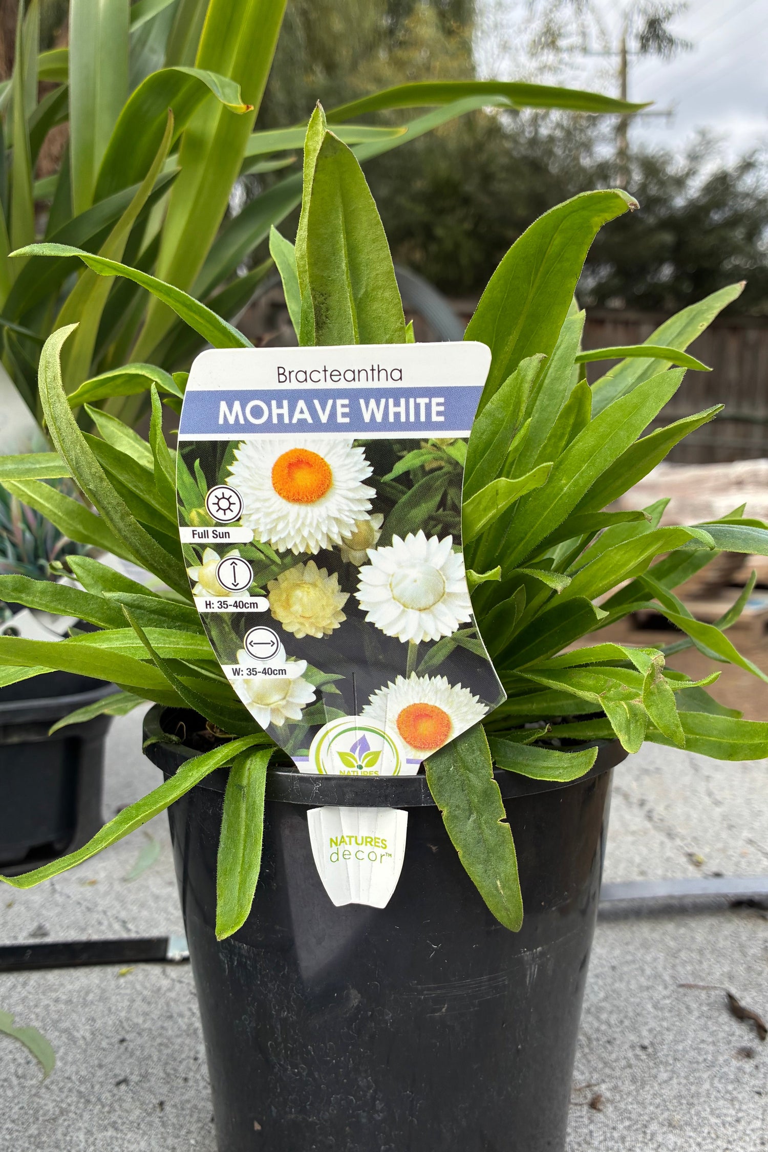 Bracteantha Xerochysum bracteatum Mohave White