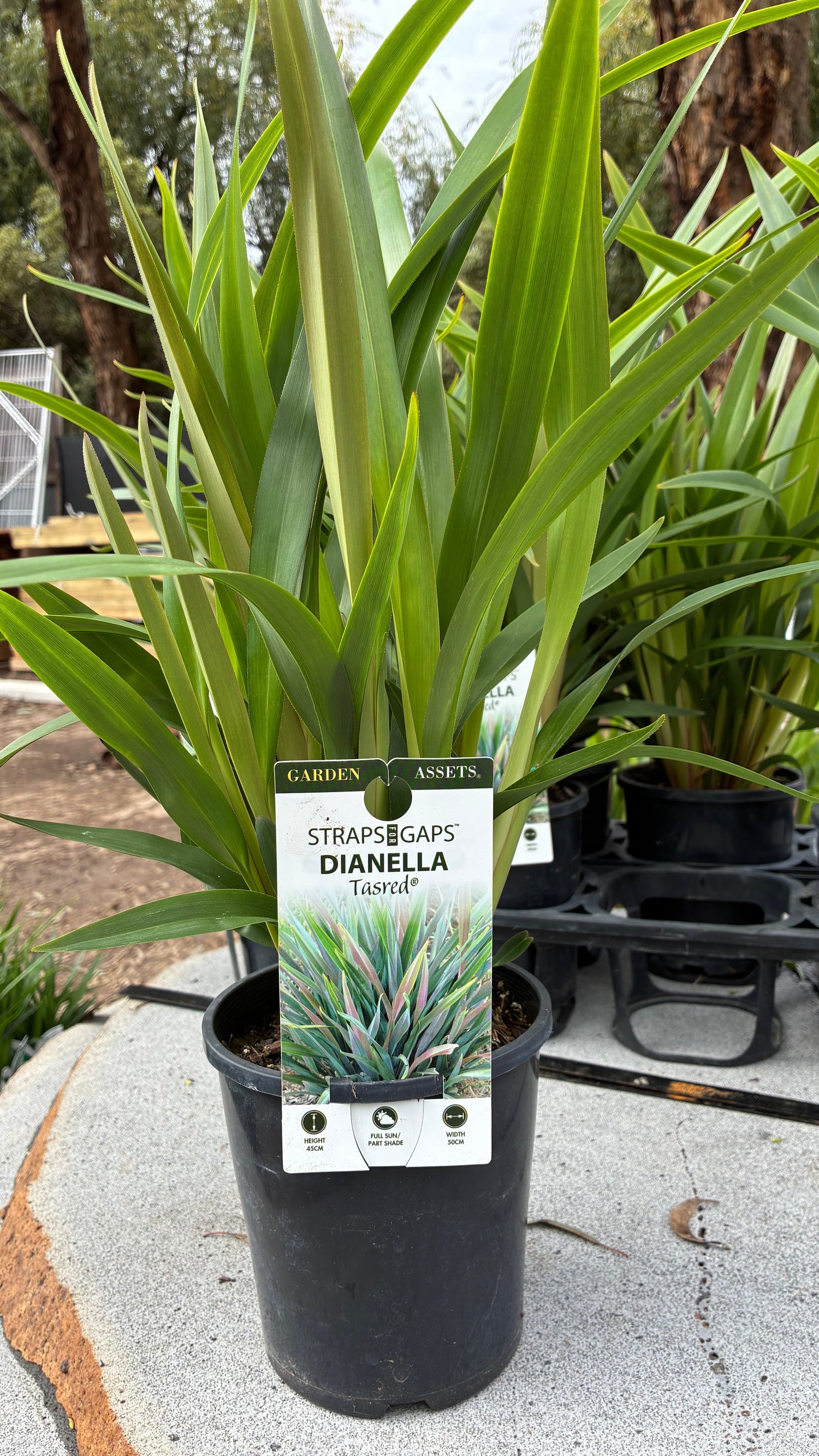 Dianella tasmanica Tas Red 'TR20' PBR