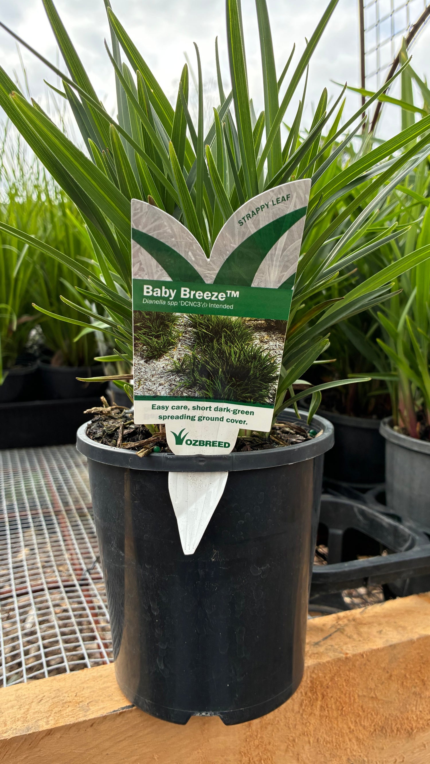 Dianella caerulea Baby Breeze DCNC3 PBR