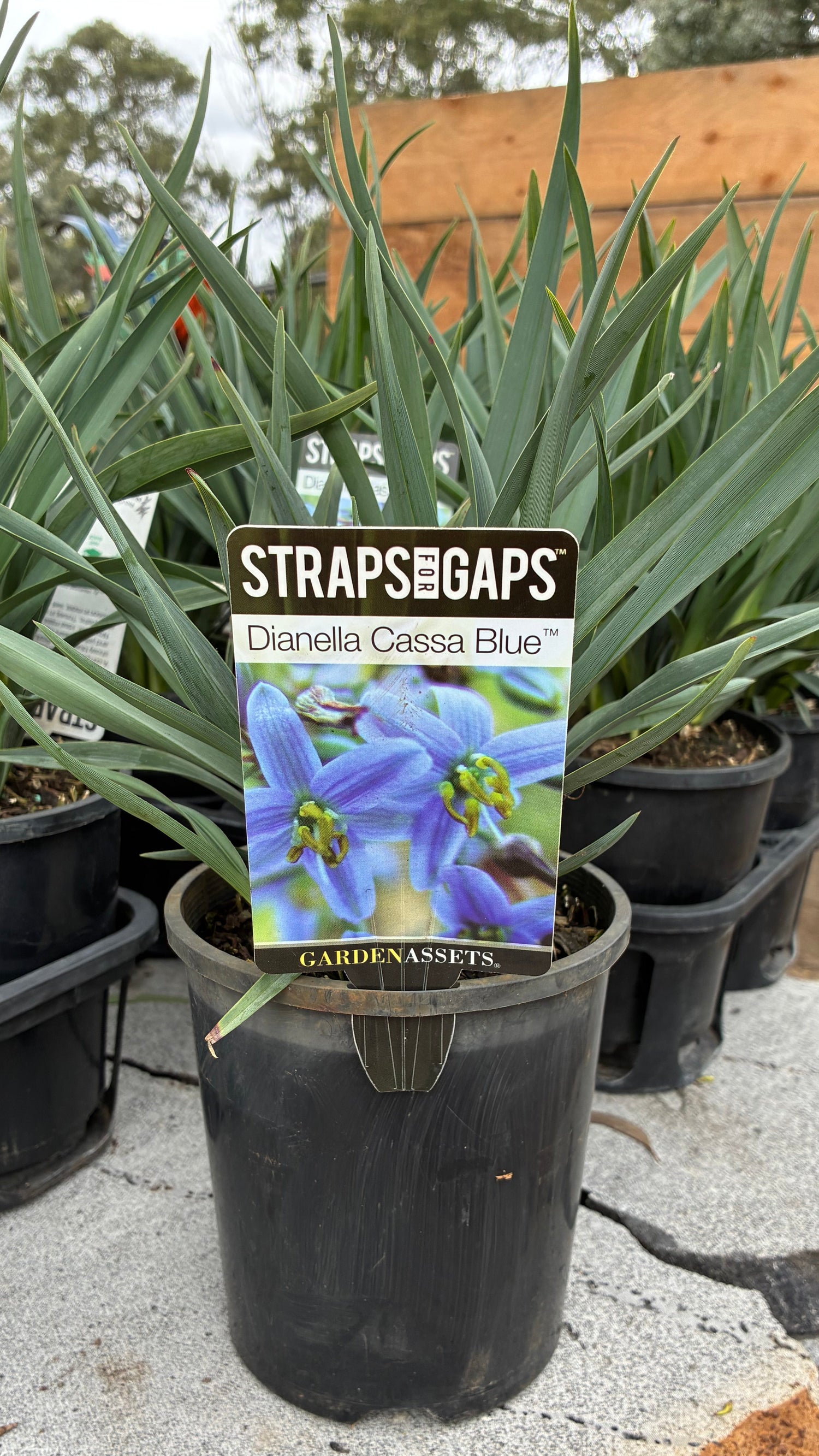 Dianella caerulea Cassa Blue 'DBB03' PBR