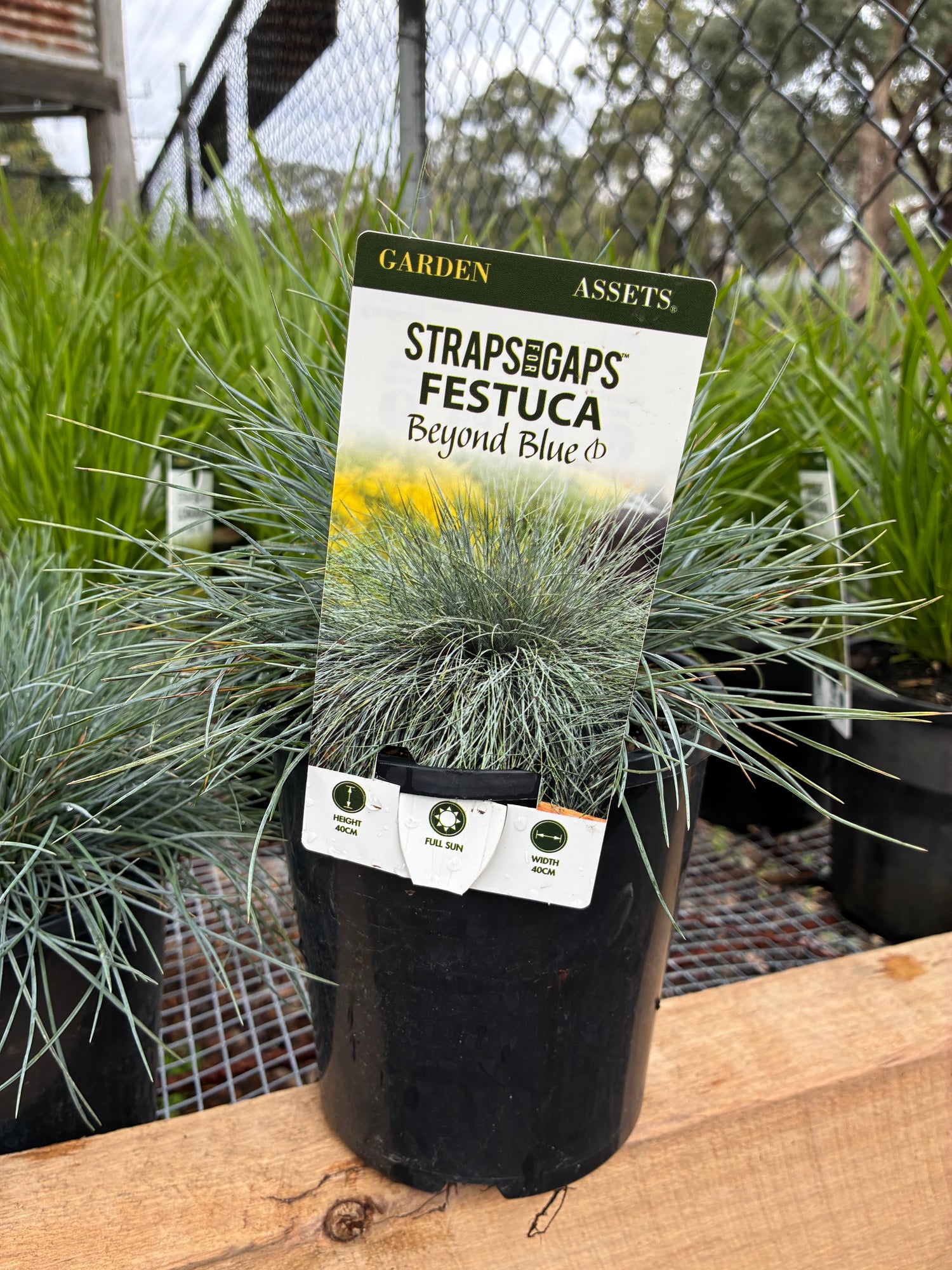 Festuca glauca Beyond Blue