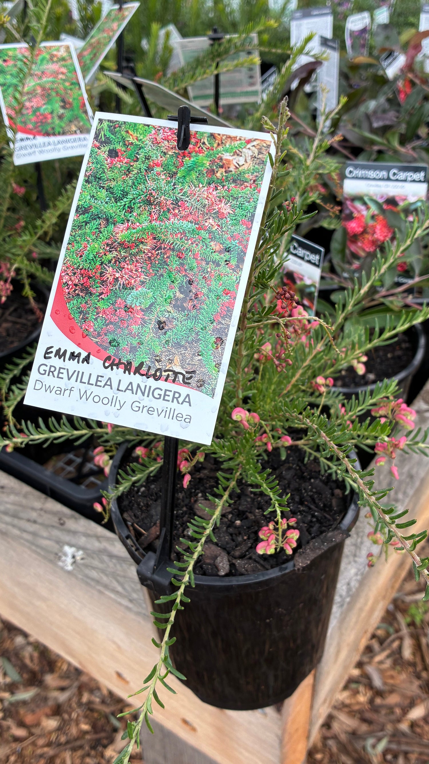 Grevillea lanigera 'Emma Charlotte'
