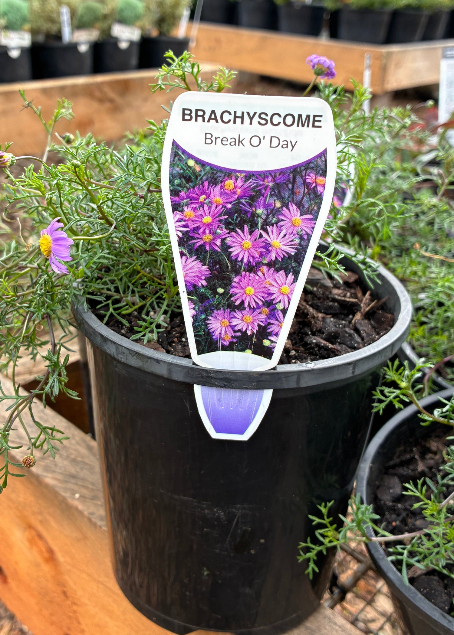 Brachyscome multifida Break o Day