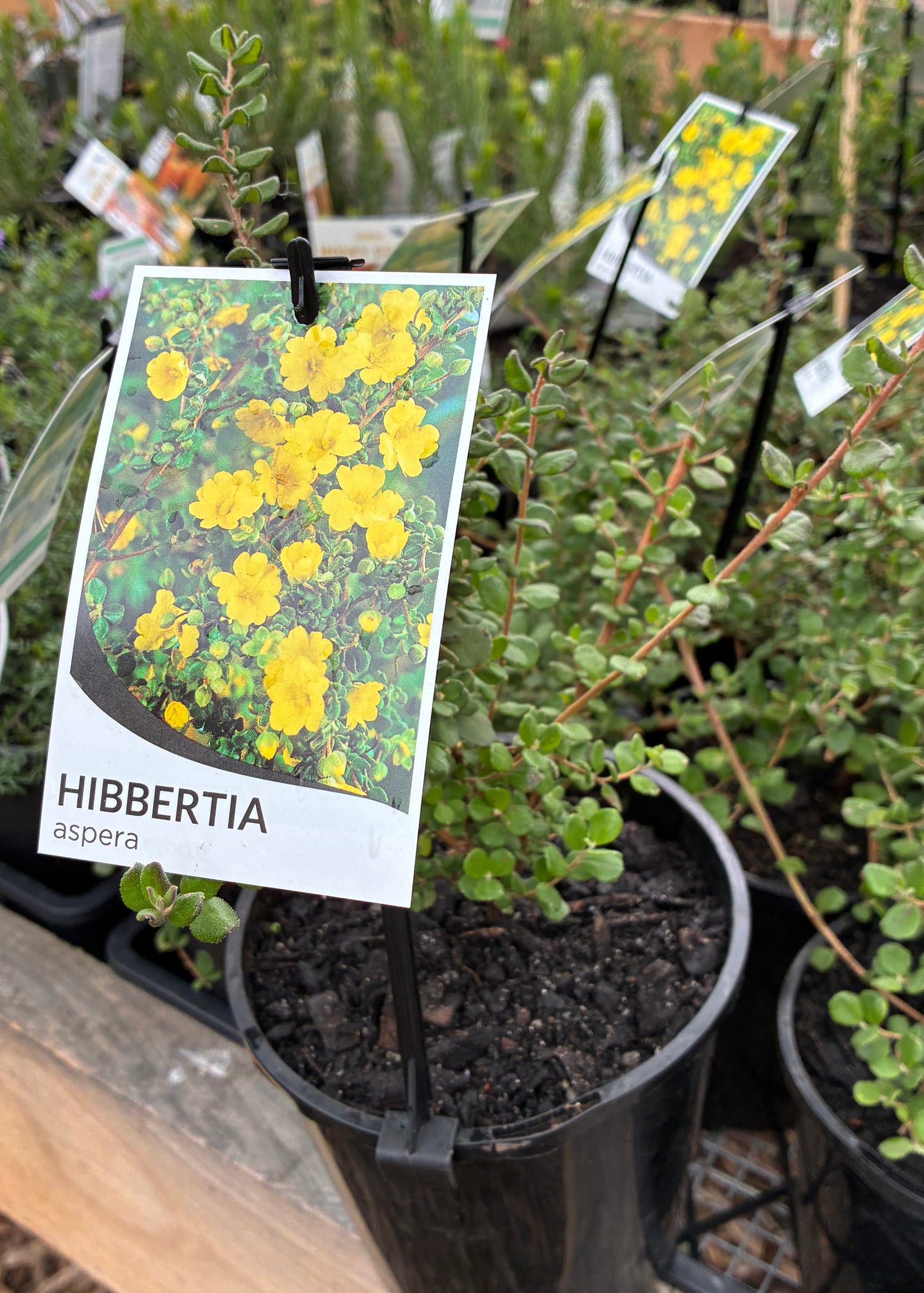 Hibbertia aspera