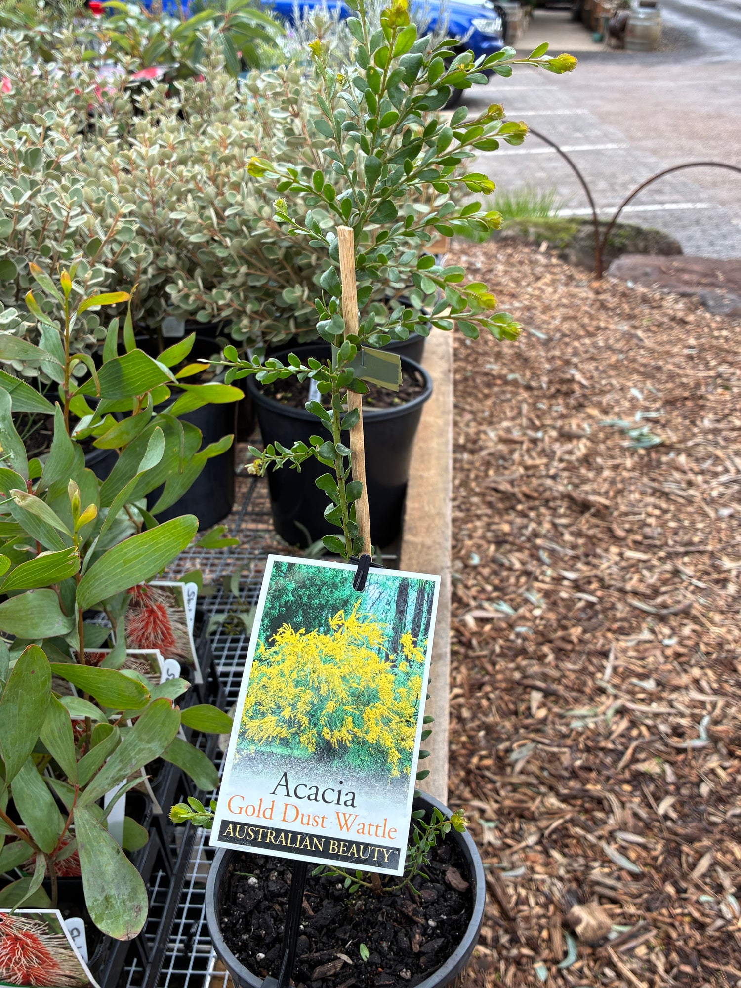 Acacia acinacea Gold Dust Wattle