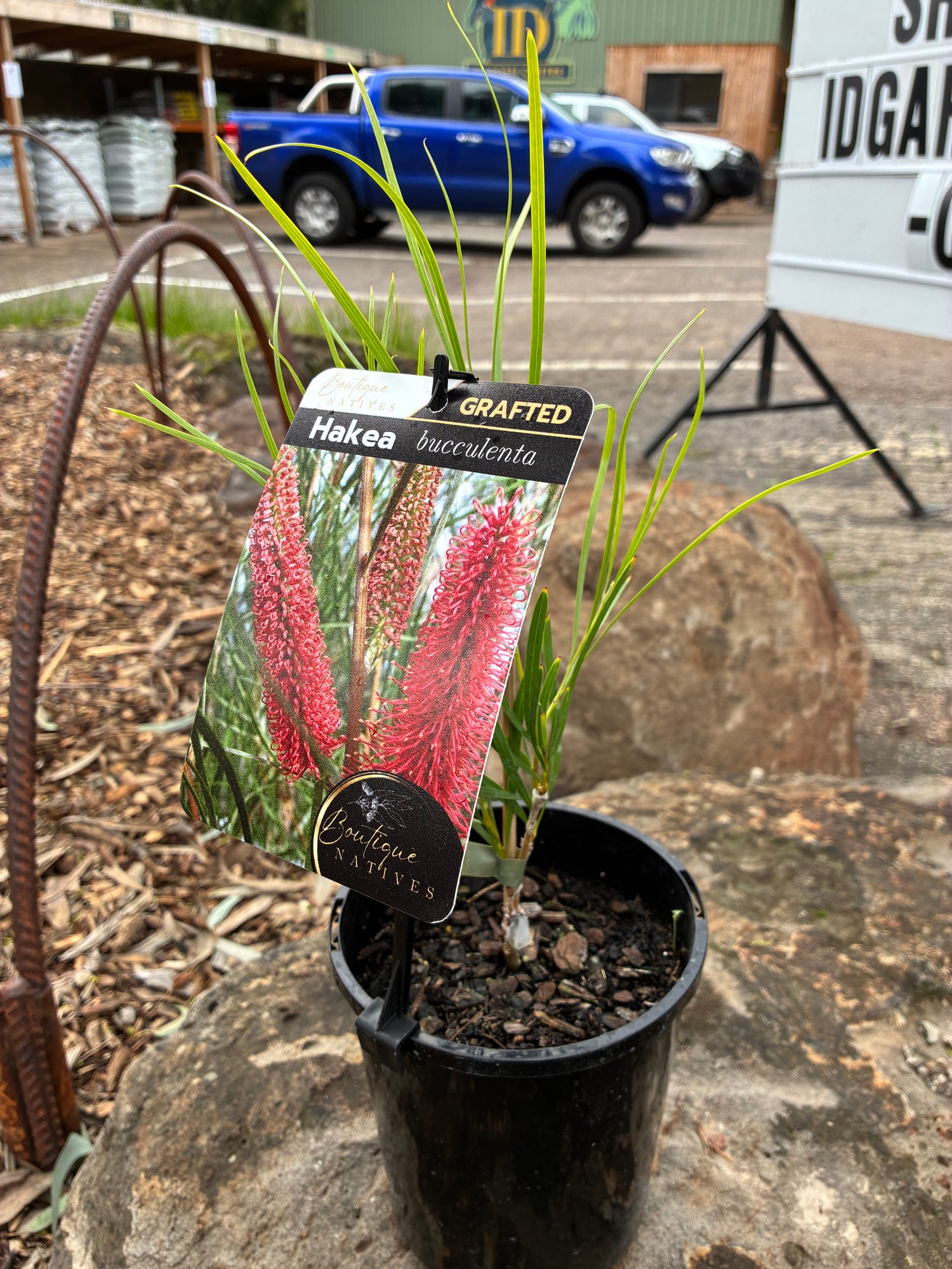 Hakea (Grafted) bucculenta