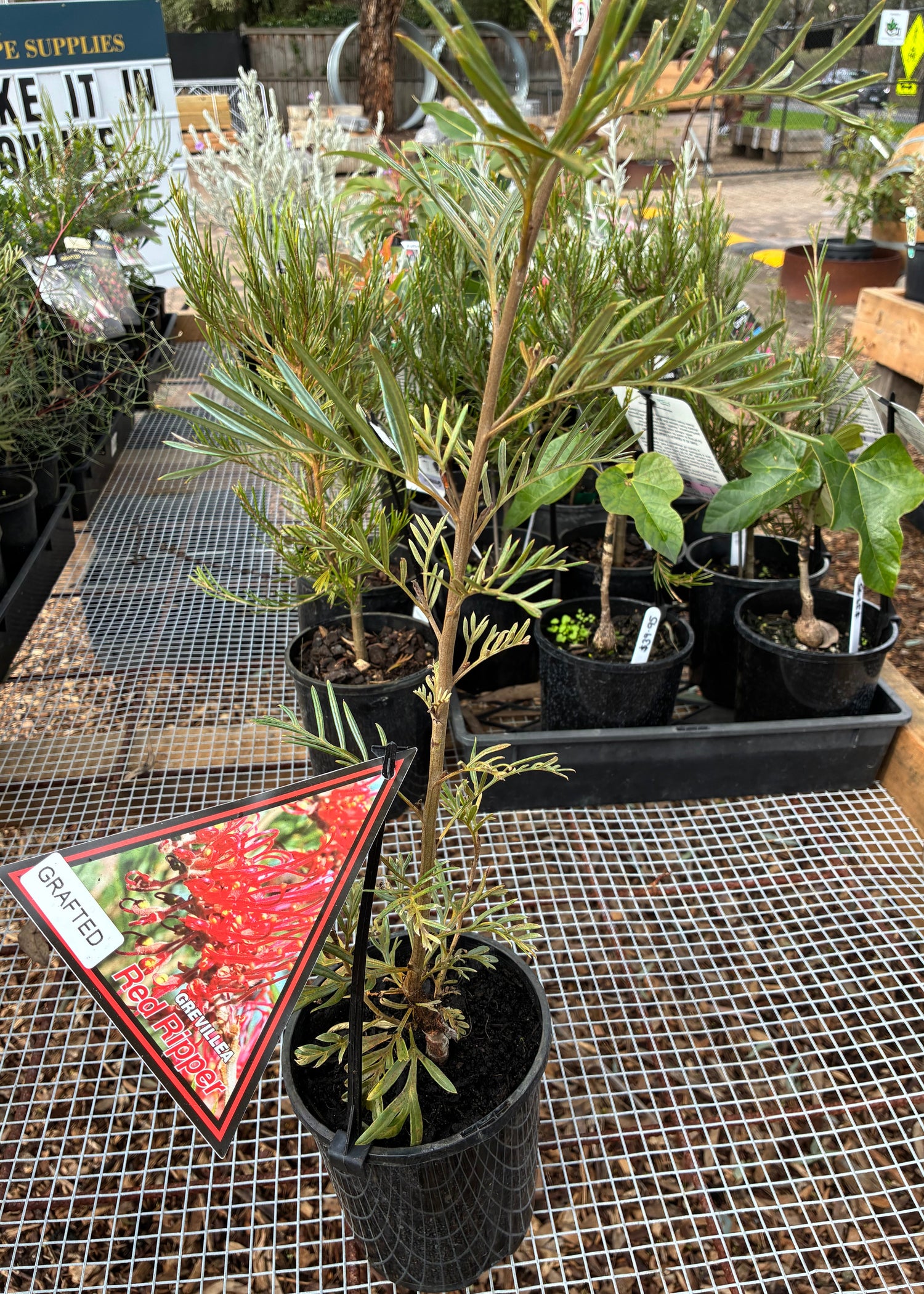 Grevillea (Grafted) Red Ripper