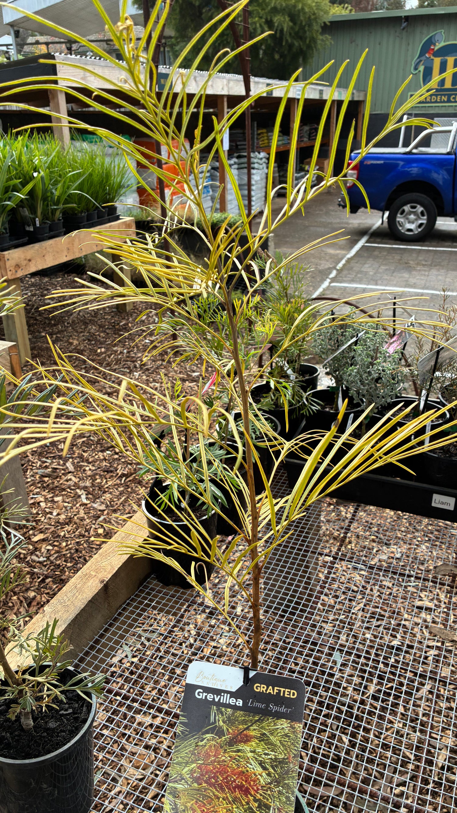 Grevillea (Grafted) Lime Spider