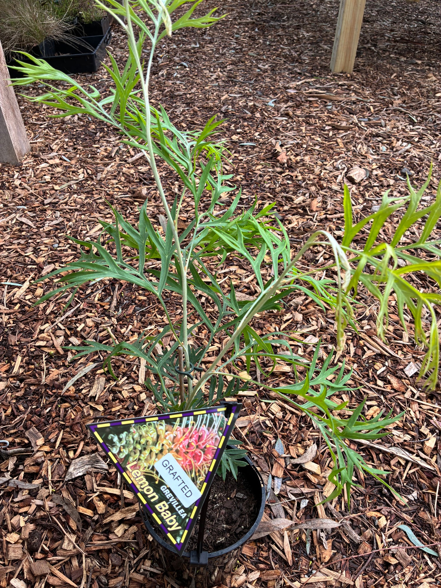 Grevillea (Grafted) Lemon Baby