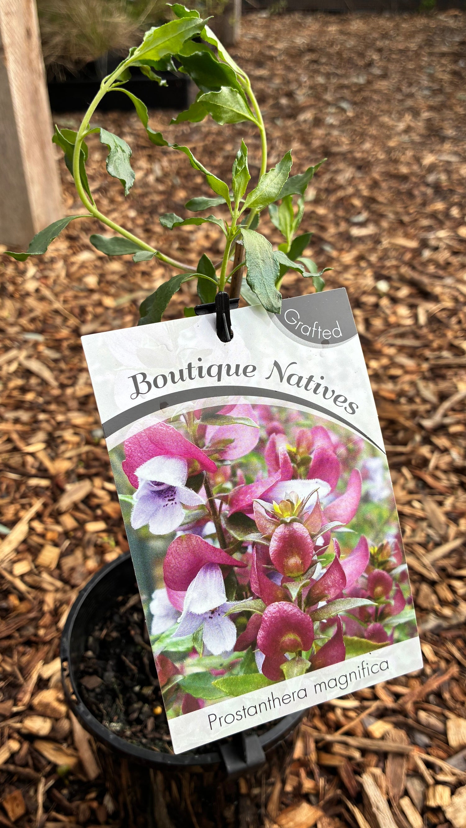 Prostanthera (Grafted) magnifica