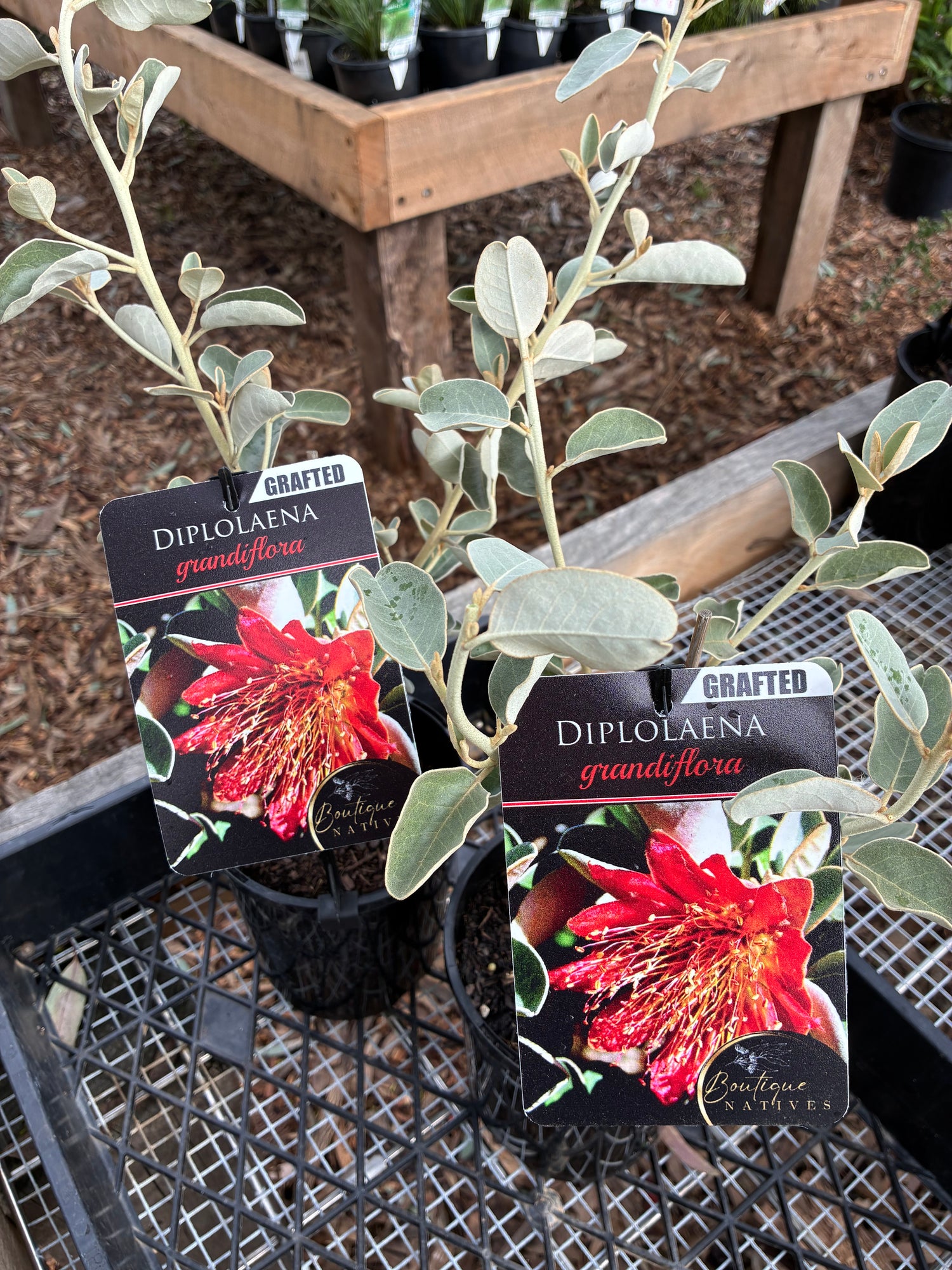Diplolena (Grafted) grandiflora