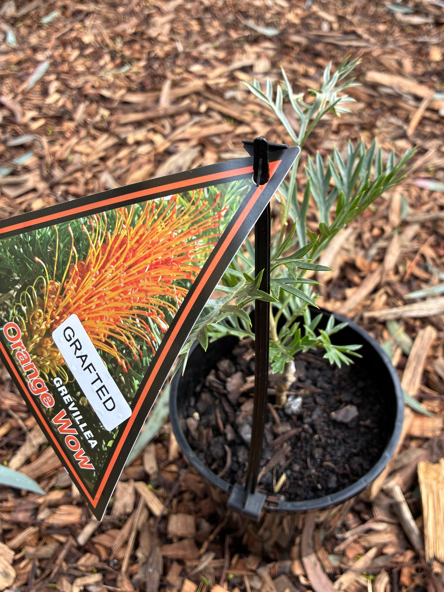 Grevillea (Grafted) Orange Wow
