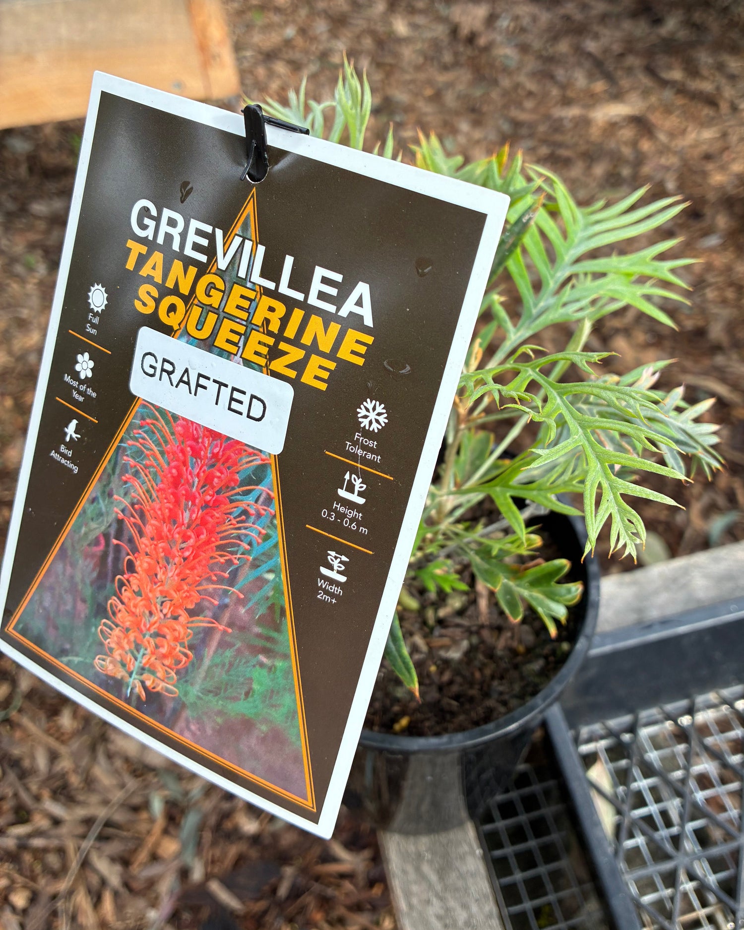 Grevillea (Grafted) Tangerine Squeeze