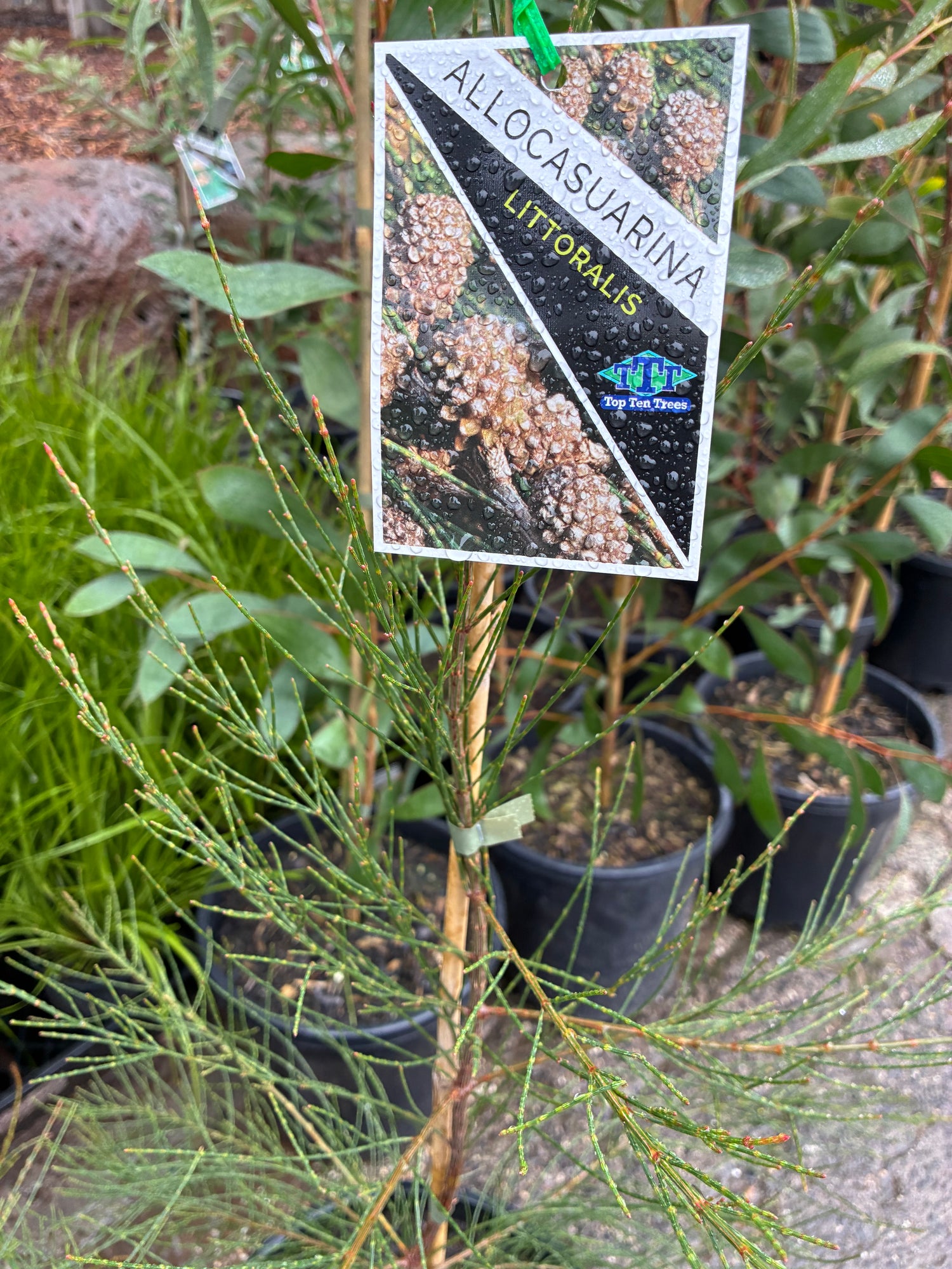 Allocasuarina littoralis {Black Wattle}