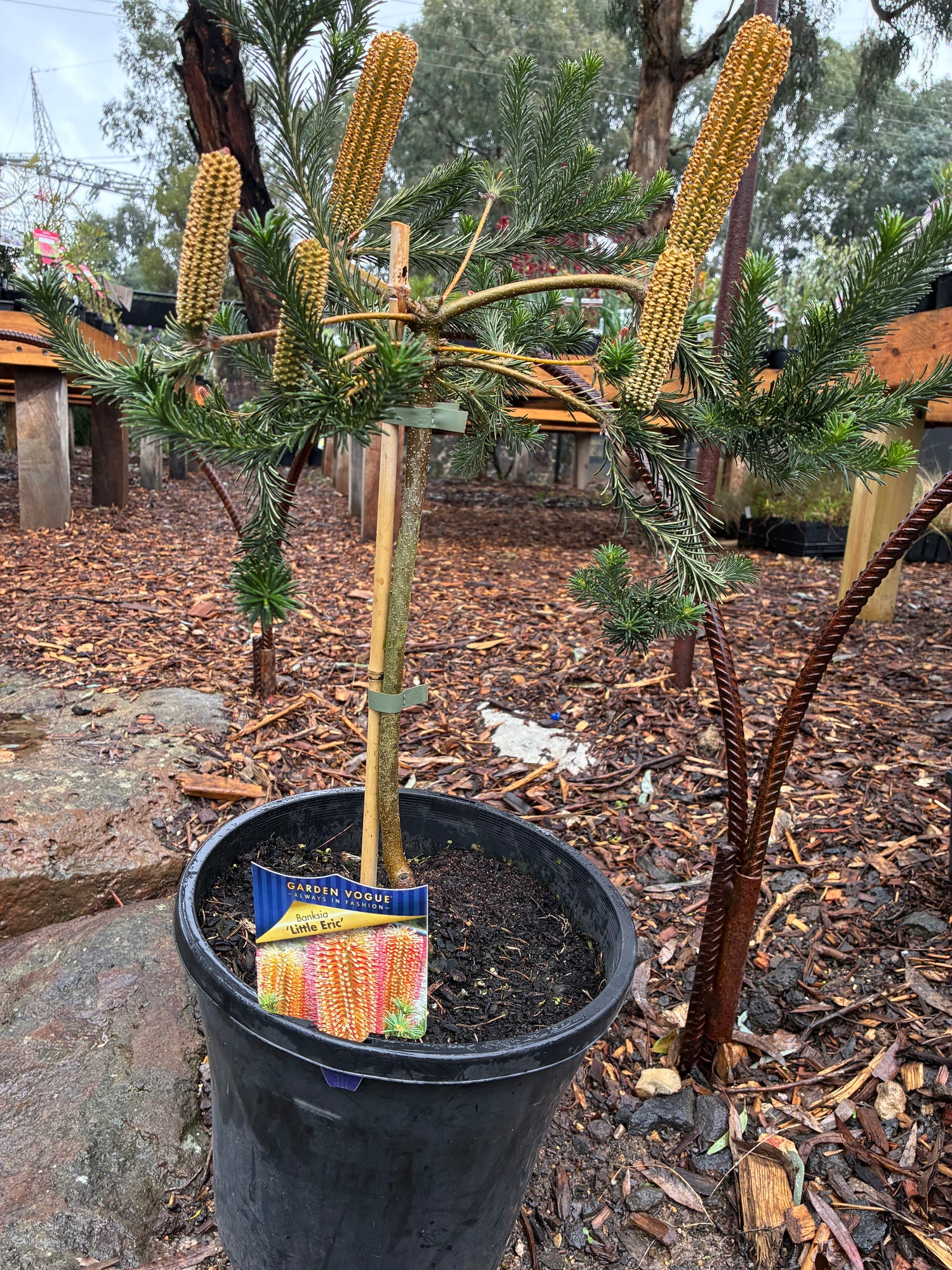 Banksia Ericifolia Little Eric