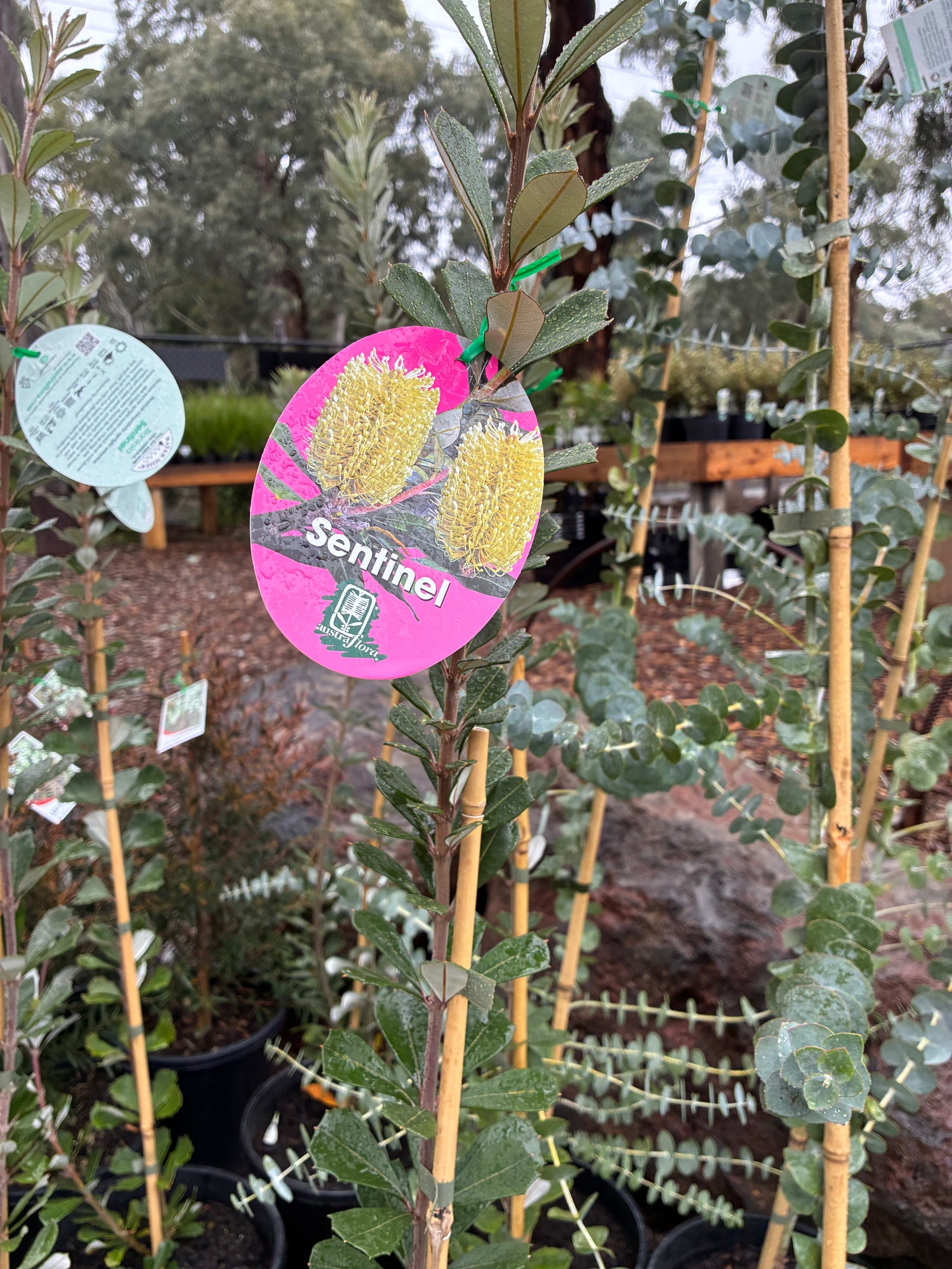 Banksia integrifolia Sentinel tm