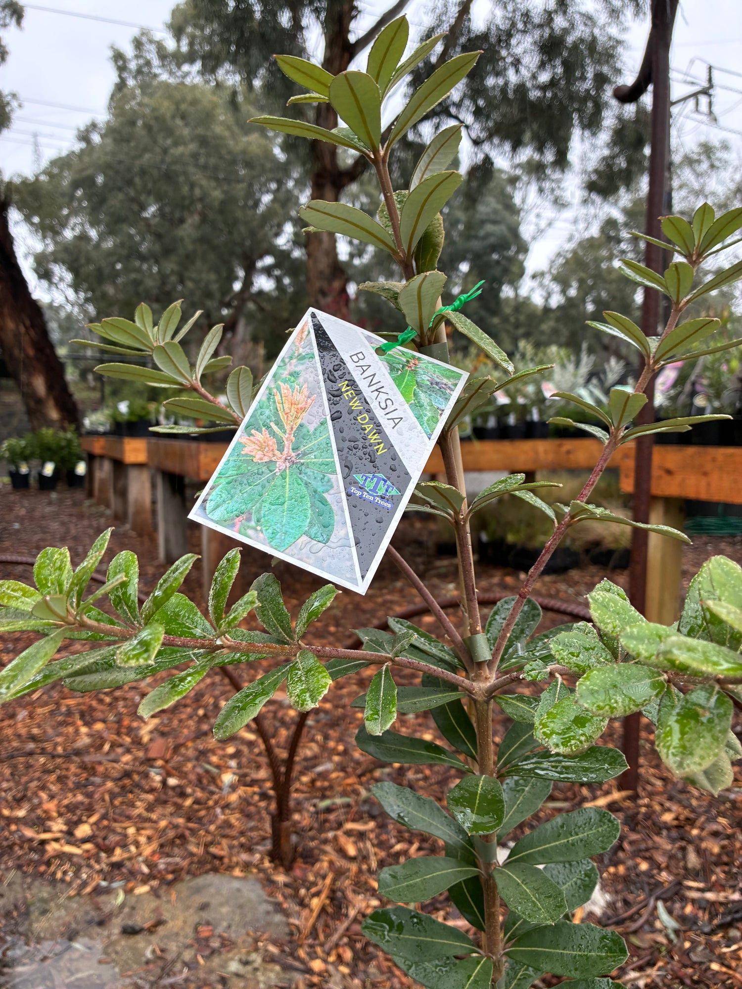 Banksia integrifolia New Dawn