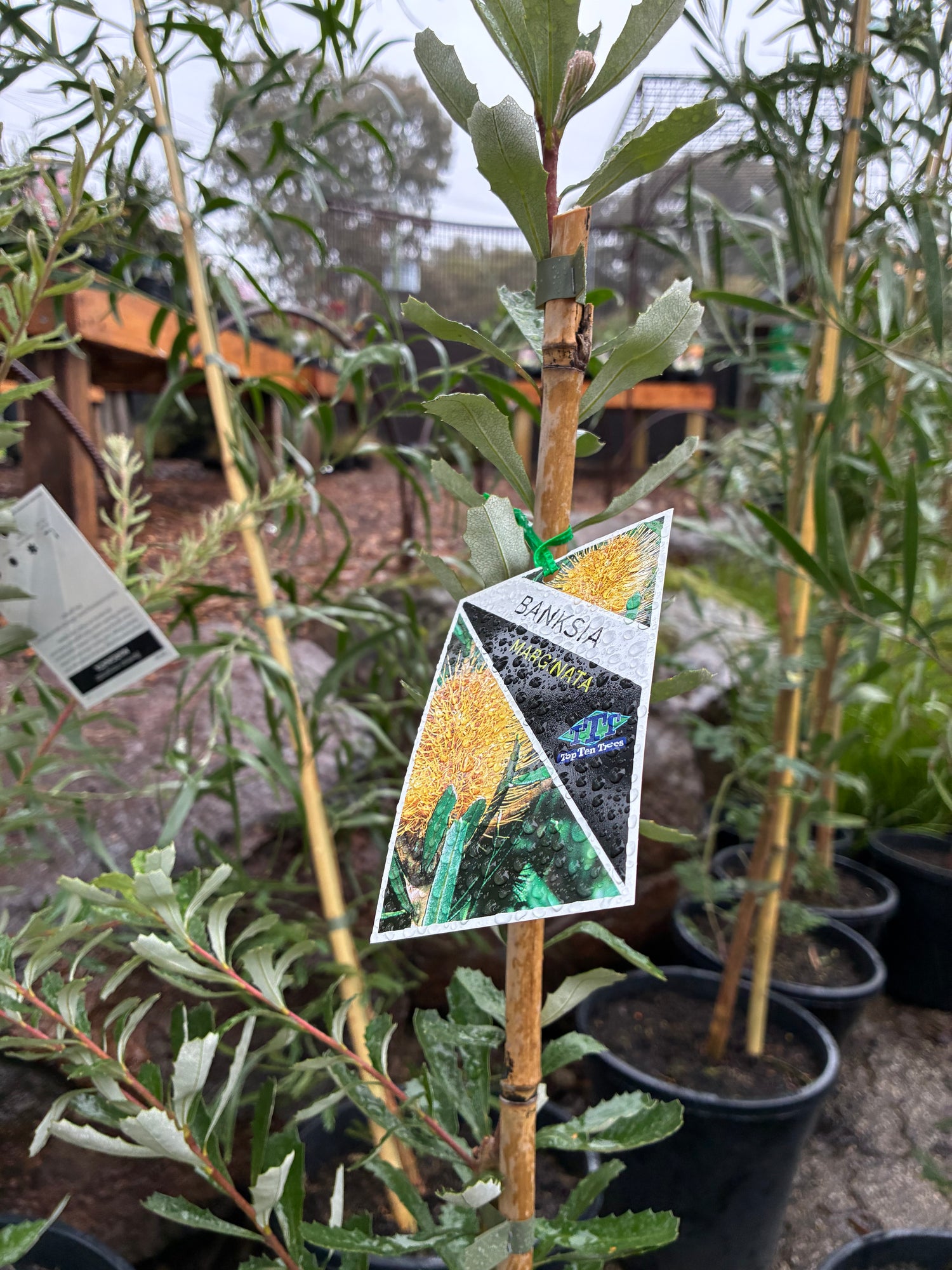 Banksia Marginata