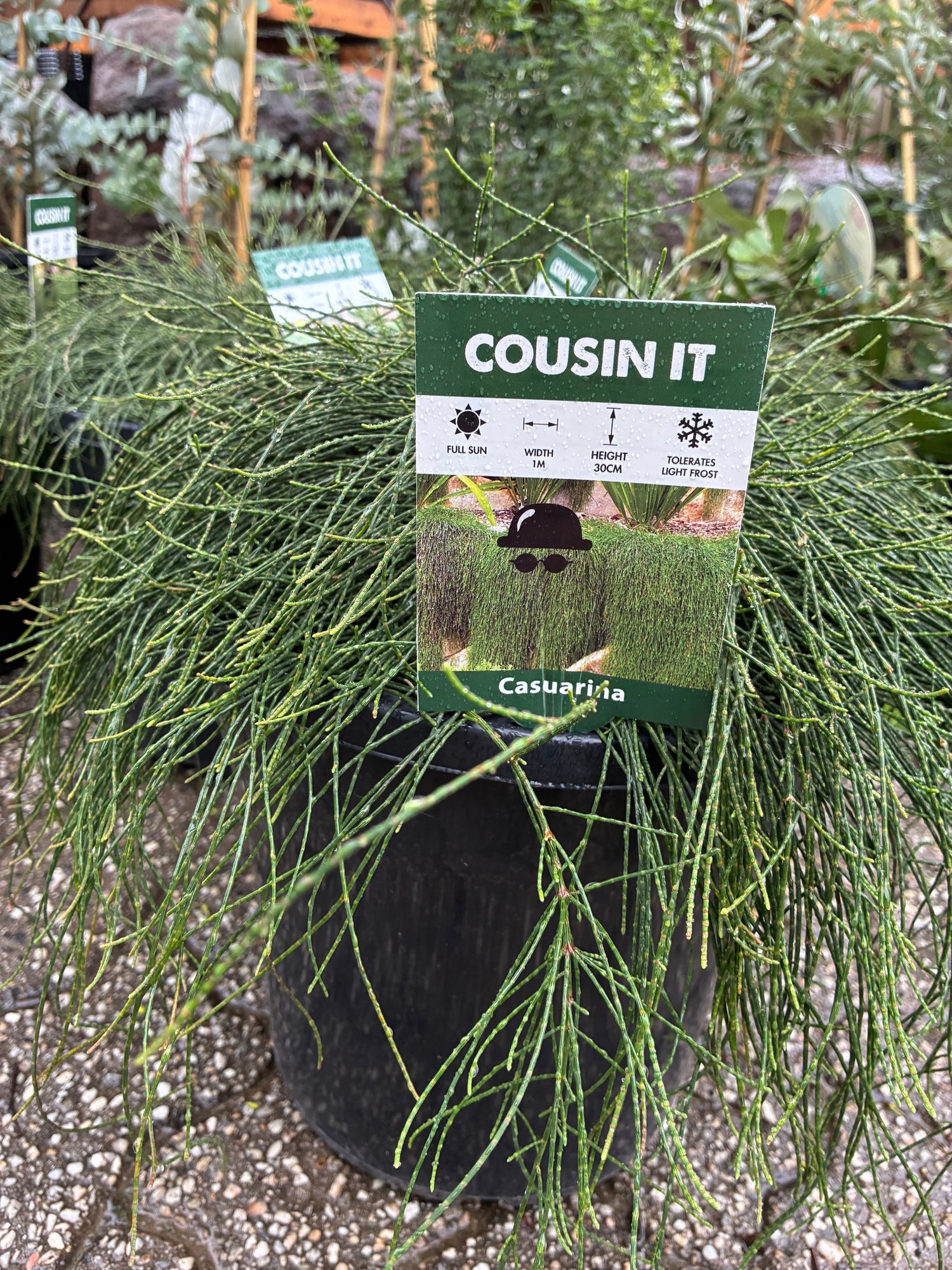 Casuarina Glauca Cousin It