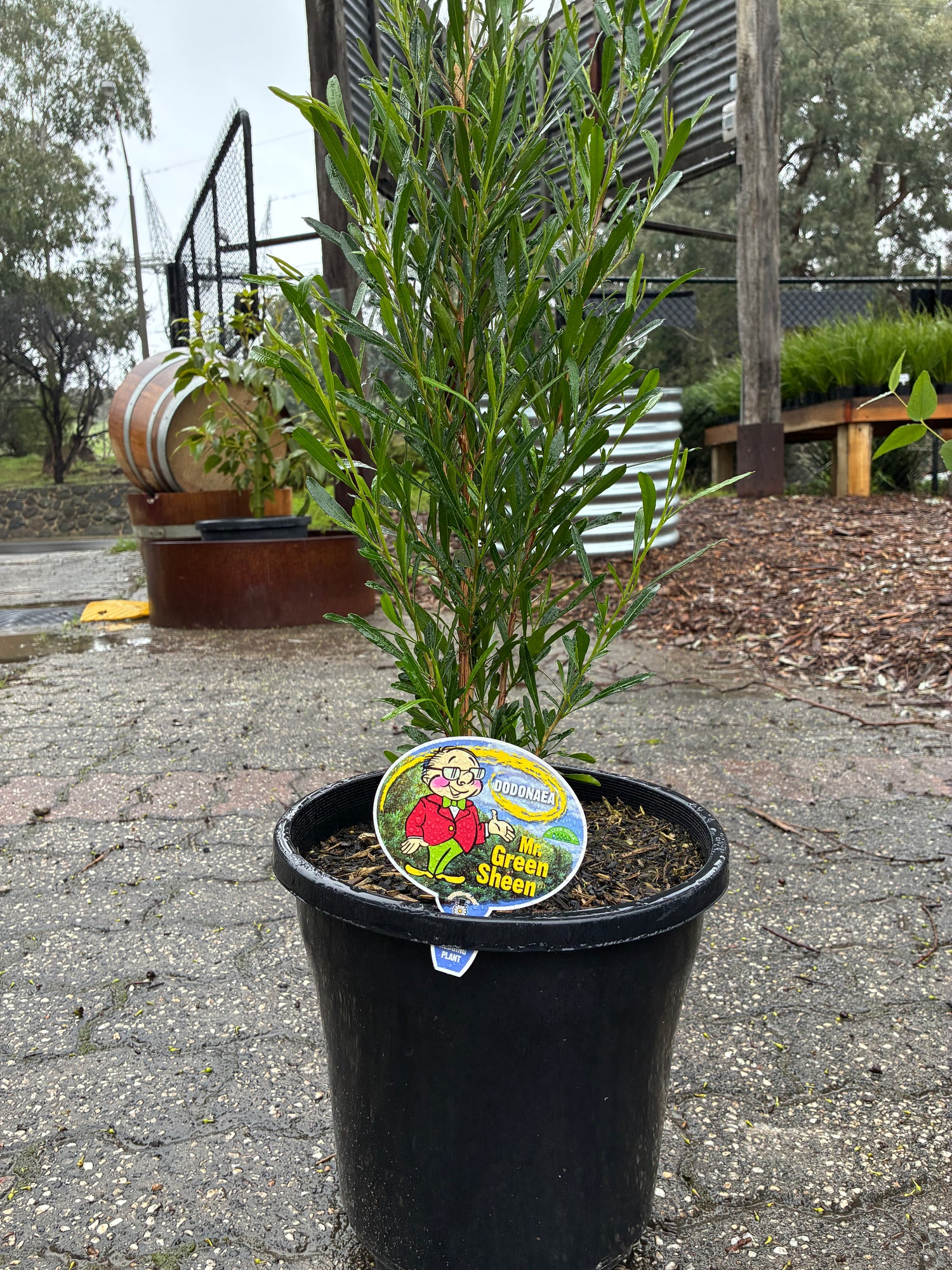 Dodonaea viscosa Mr Green Sheen PBR