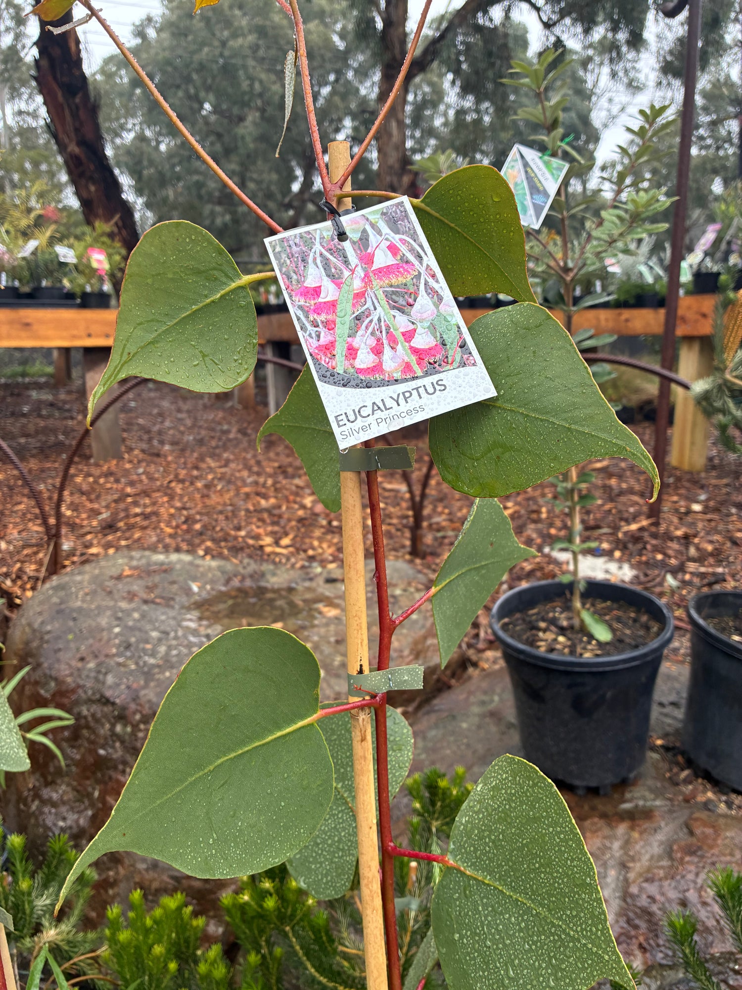 Eucalyptus caesia Silver Princess