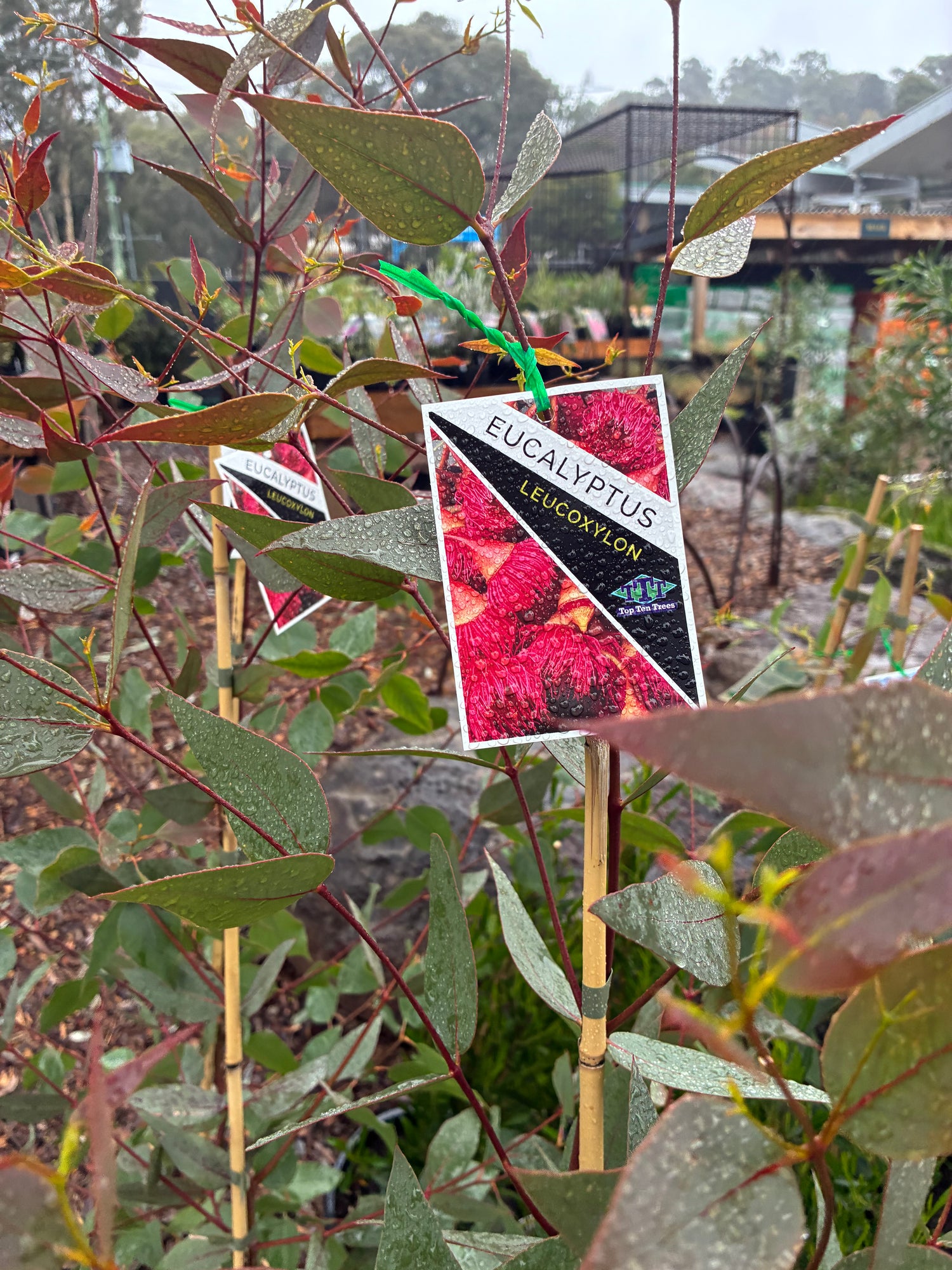Eucalyptus leucoxylon