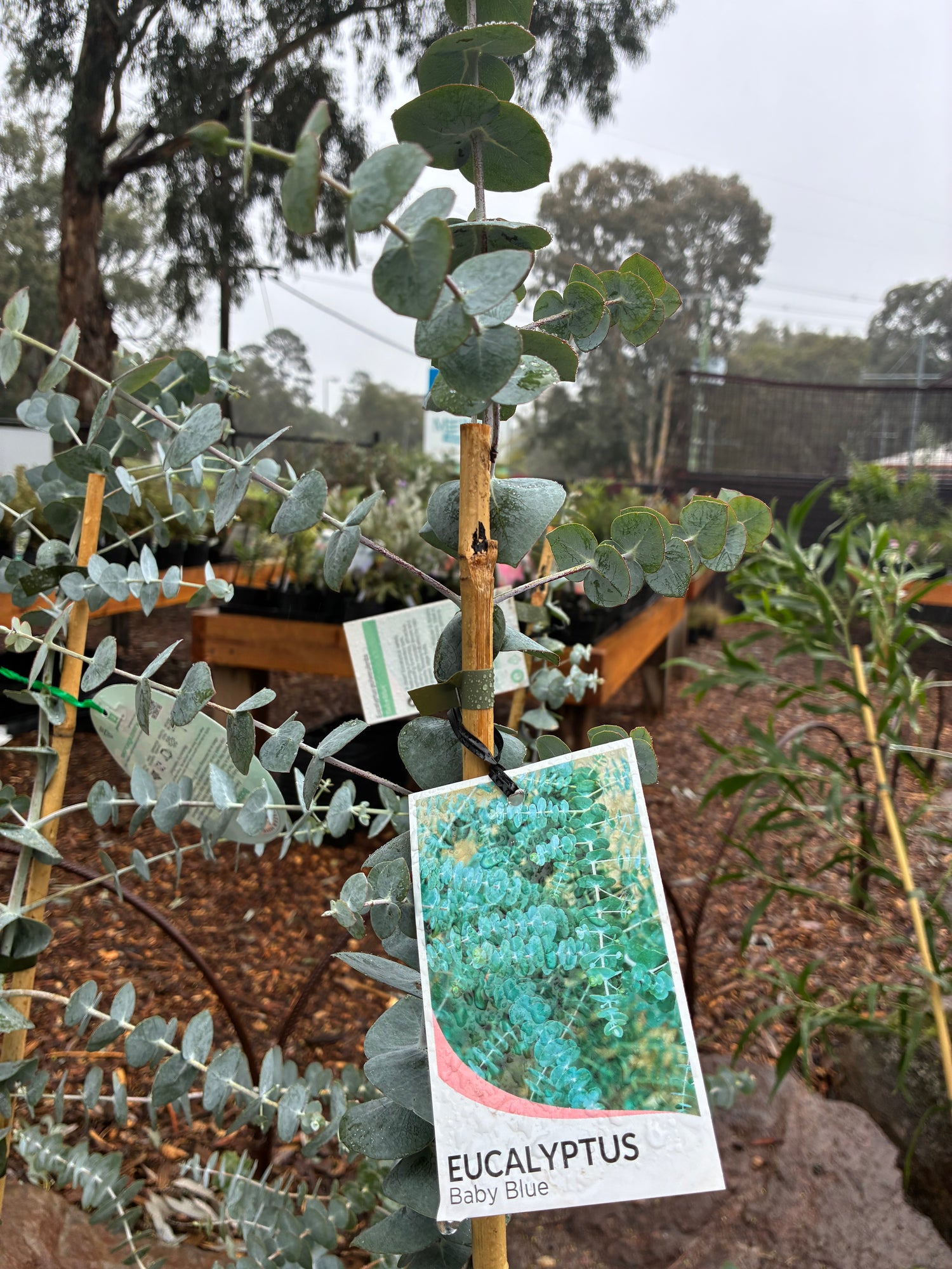 Eucalyptus Pulverulenta Baby Blue
