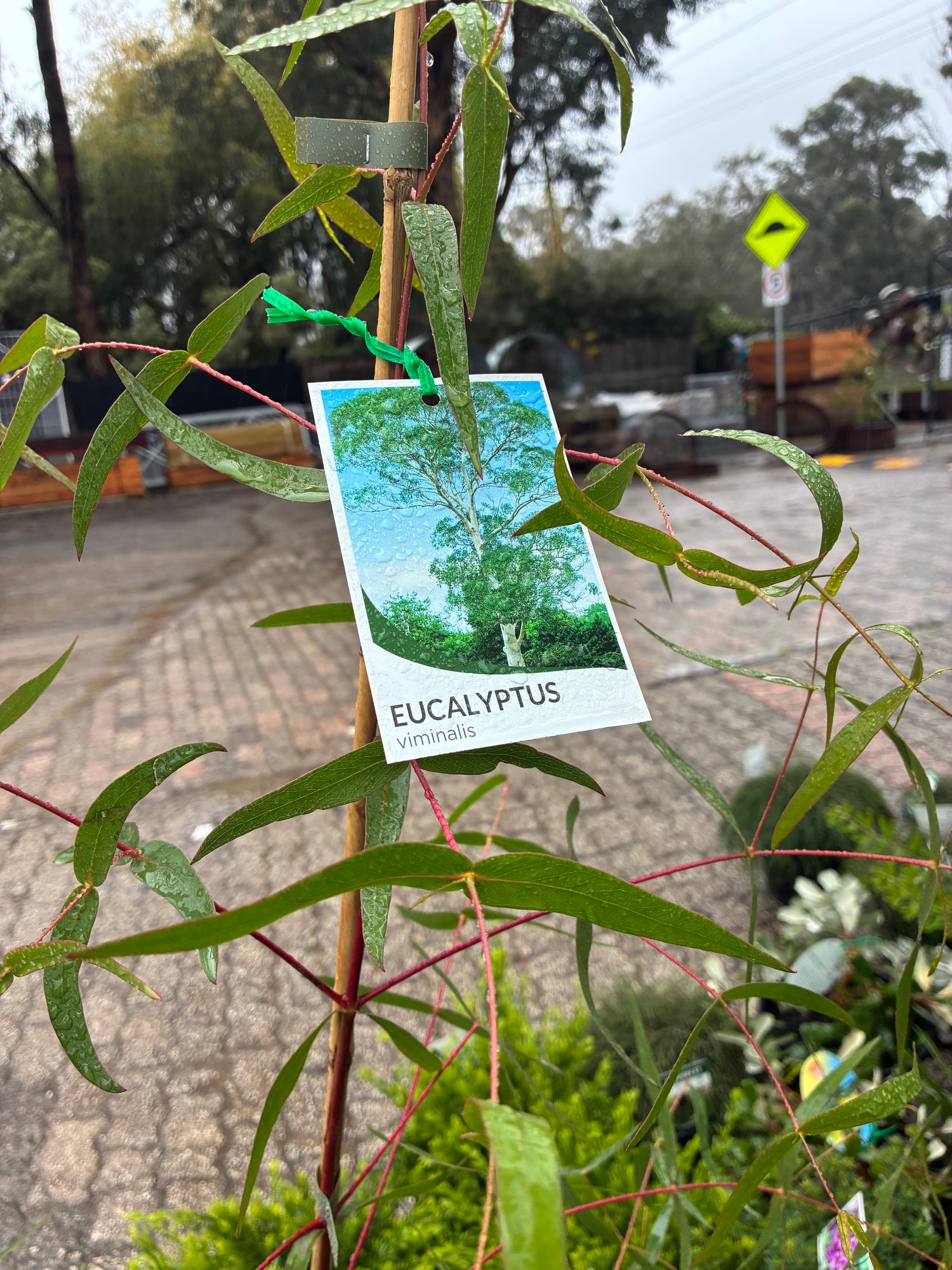 Eucalyptus viminalis
