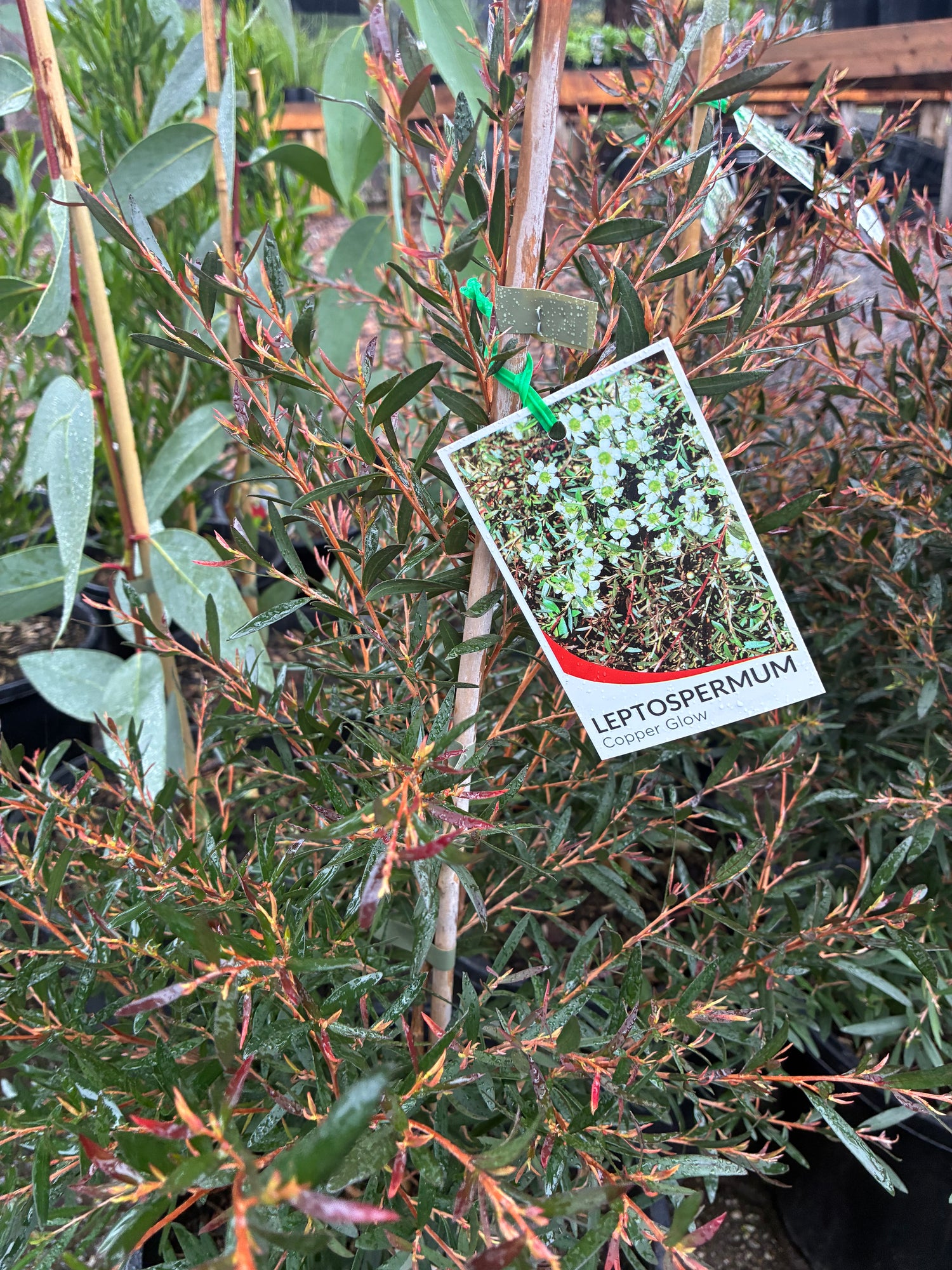 Leptospermum Copper Glow