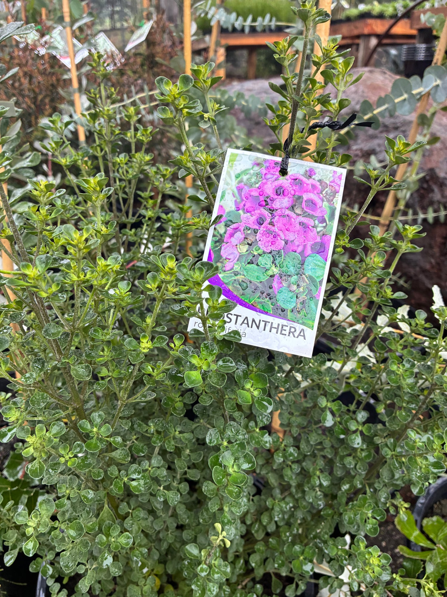 Prostanthera rotundifolia {Round Leaf Mint}